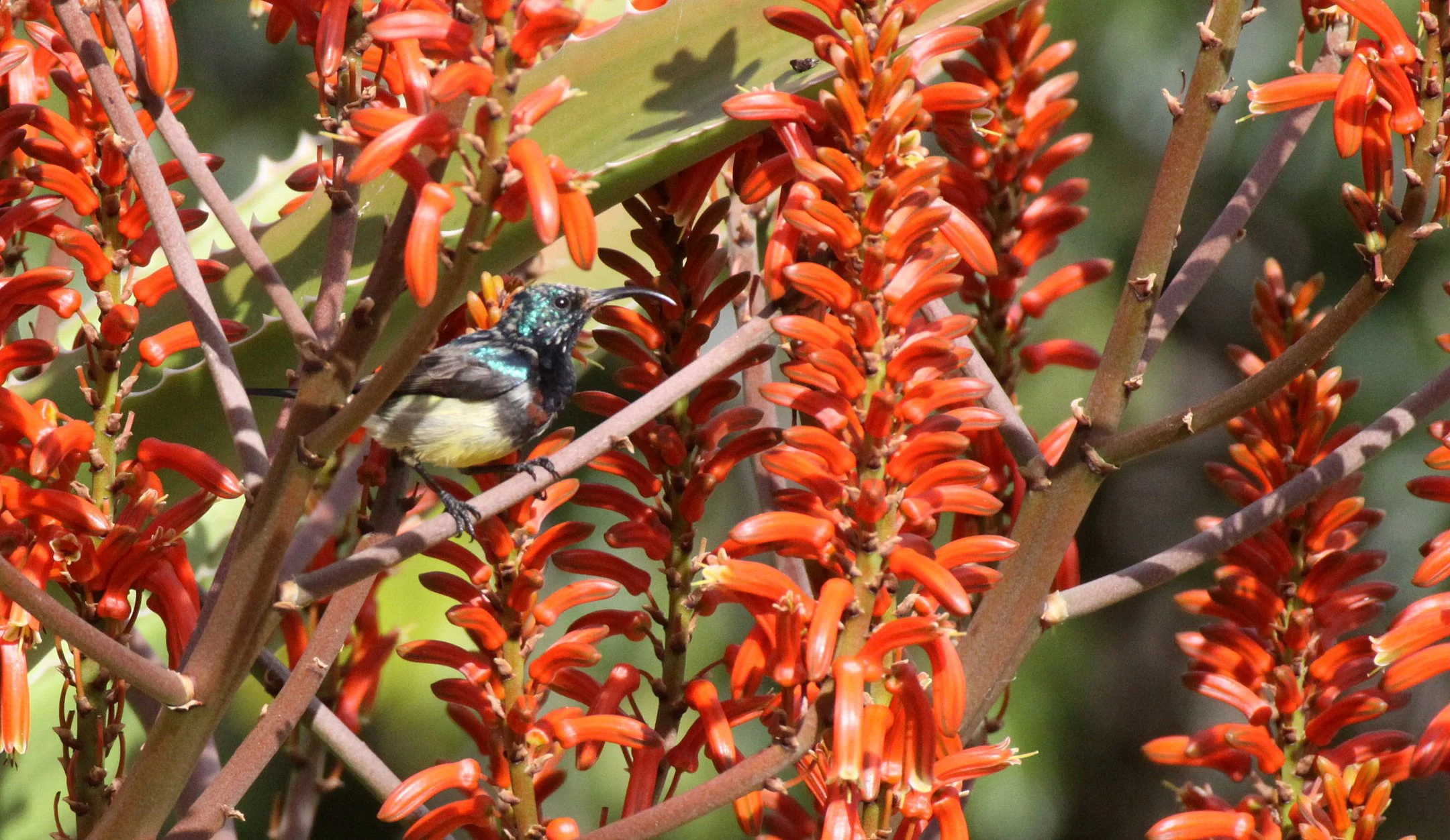 BIRD - SUNBIRD - SOUIMANGA SUNBIRD - ANDOHAHELA NATIONAL PARK MADAGASCAR (3).JPG