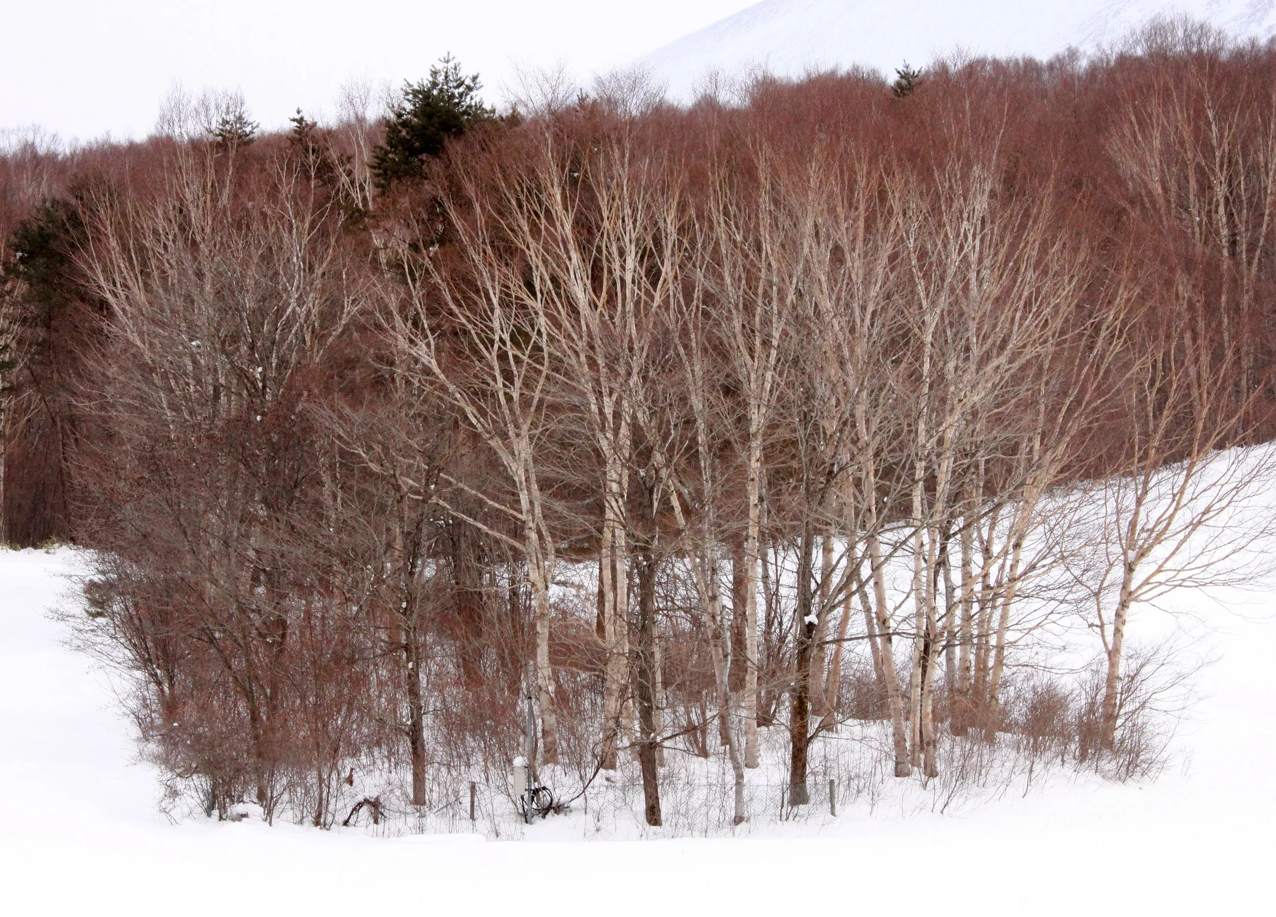MOUNT ASAMA - JOSHIN'ETSUKOGEN NATIONAL PARK JAPAN (39).JPG