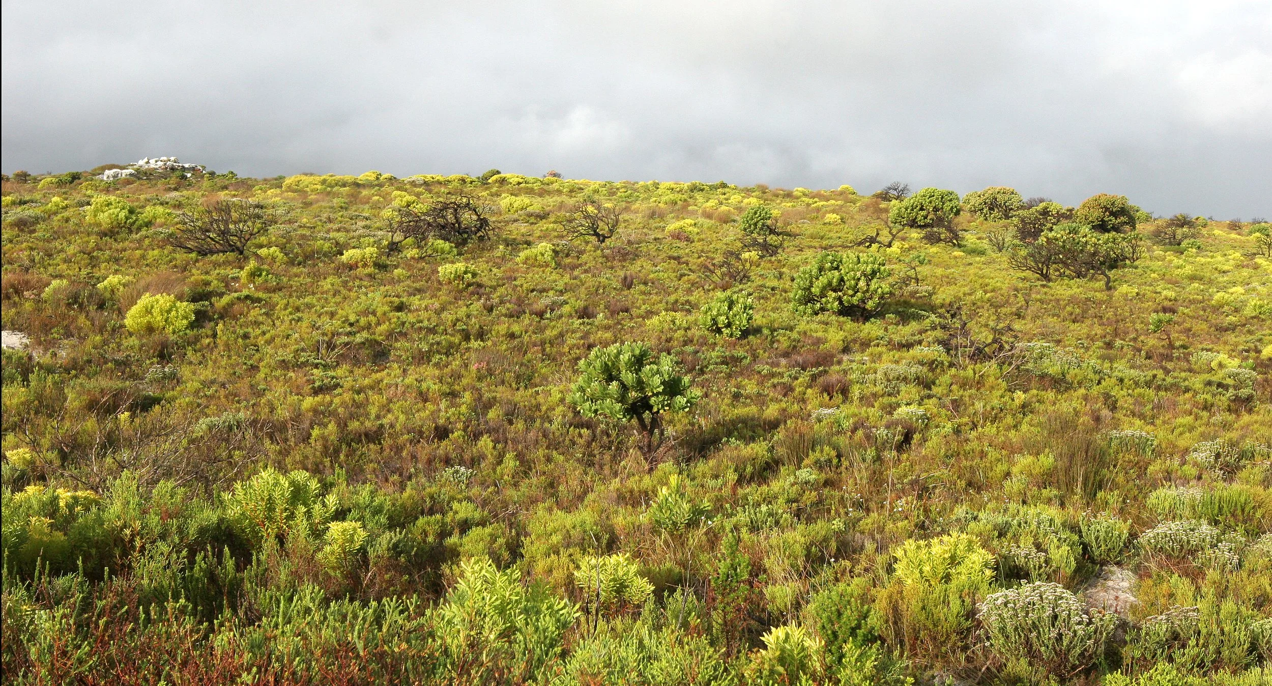 TABLE MOUNTAIN NATIONAL PARK - COASTAL FYNBO PLANT COMMUNITY (17).JPG