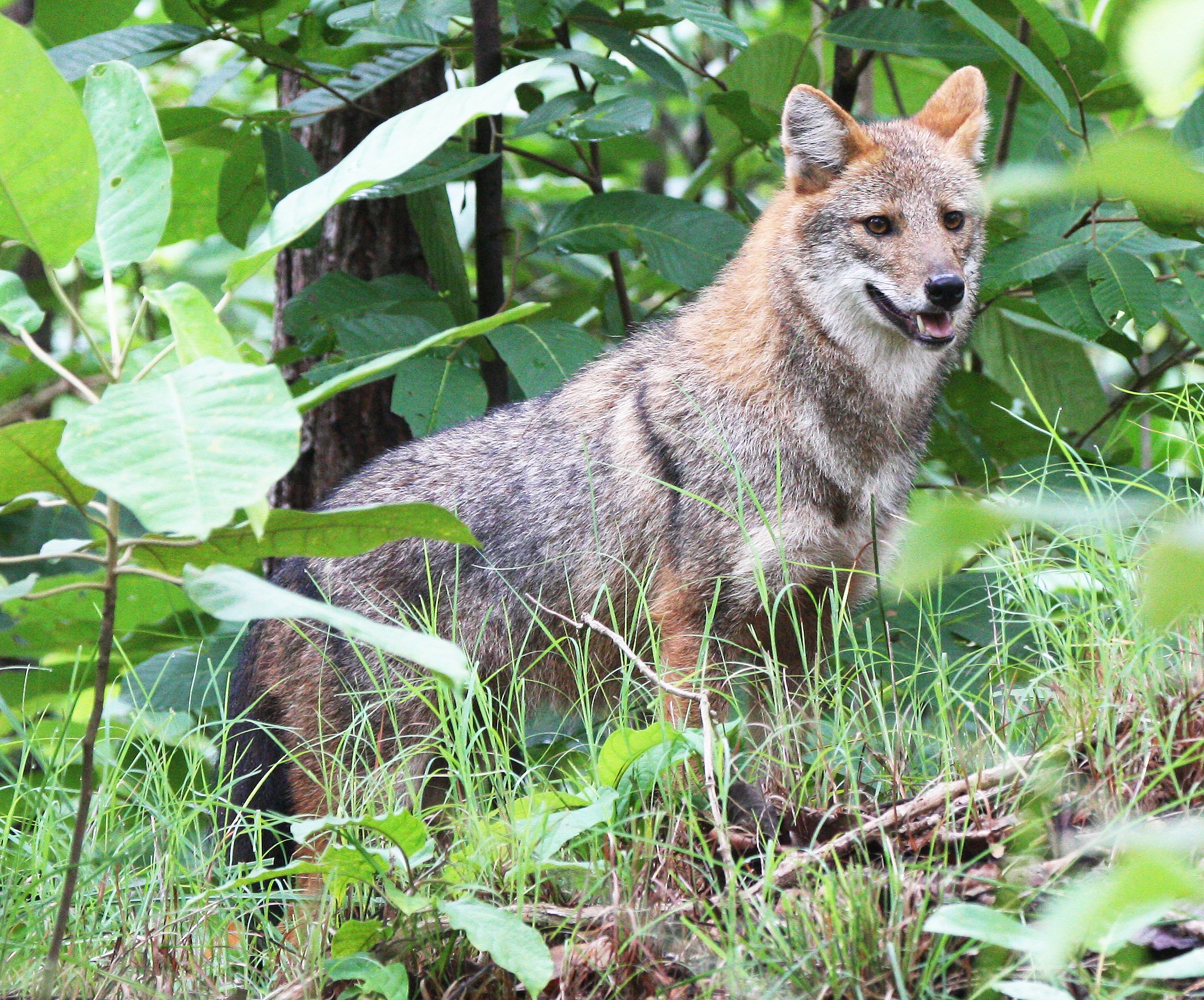 JACKAL - Canis aureus cruesemanni - INDOCHINESE (ASIAN GOLDEN) JACKA - HUAI KHA KHAENG NWS THAILAND (18).JPG