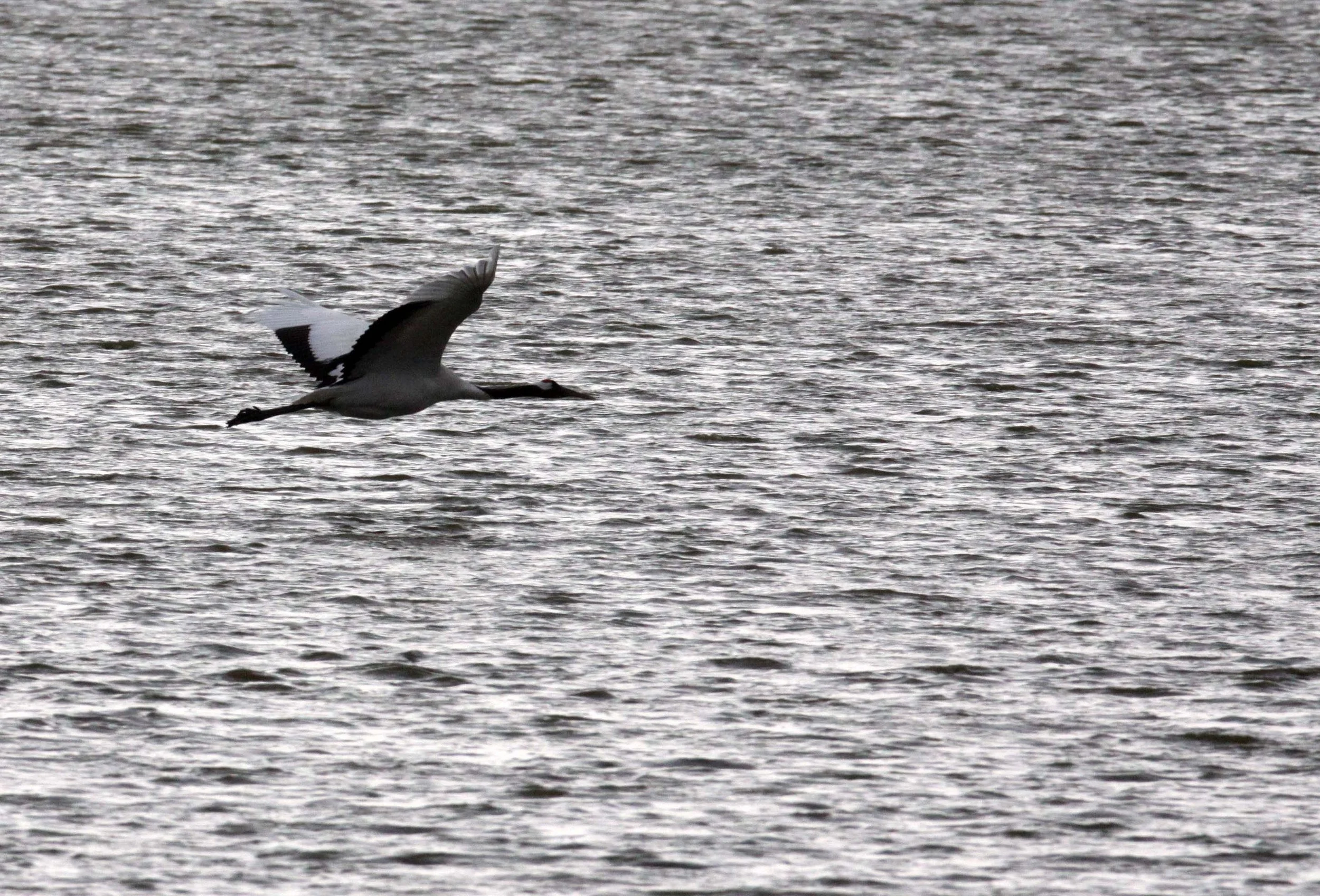 BIRD - CRANE - RED-CROWNED JAPANESE CRANE  - YANCHENG CHINA (43).JPG