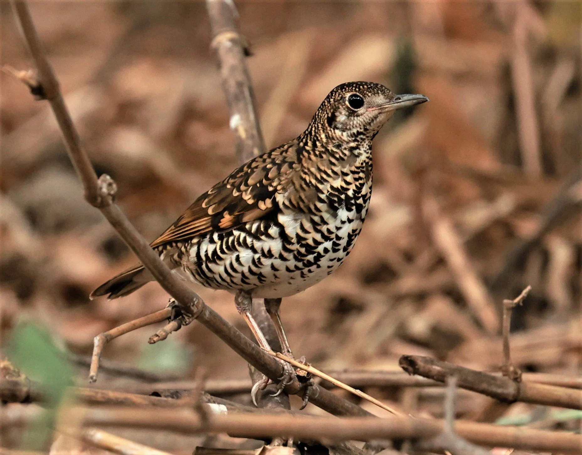White's Thrush (Zoothera aurea) Putthamonthon Park Nakhon Pathom Thailand (59).jpg