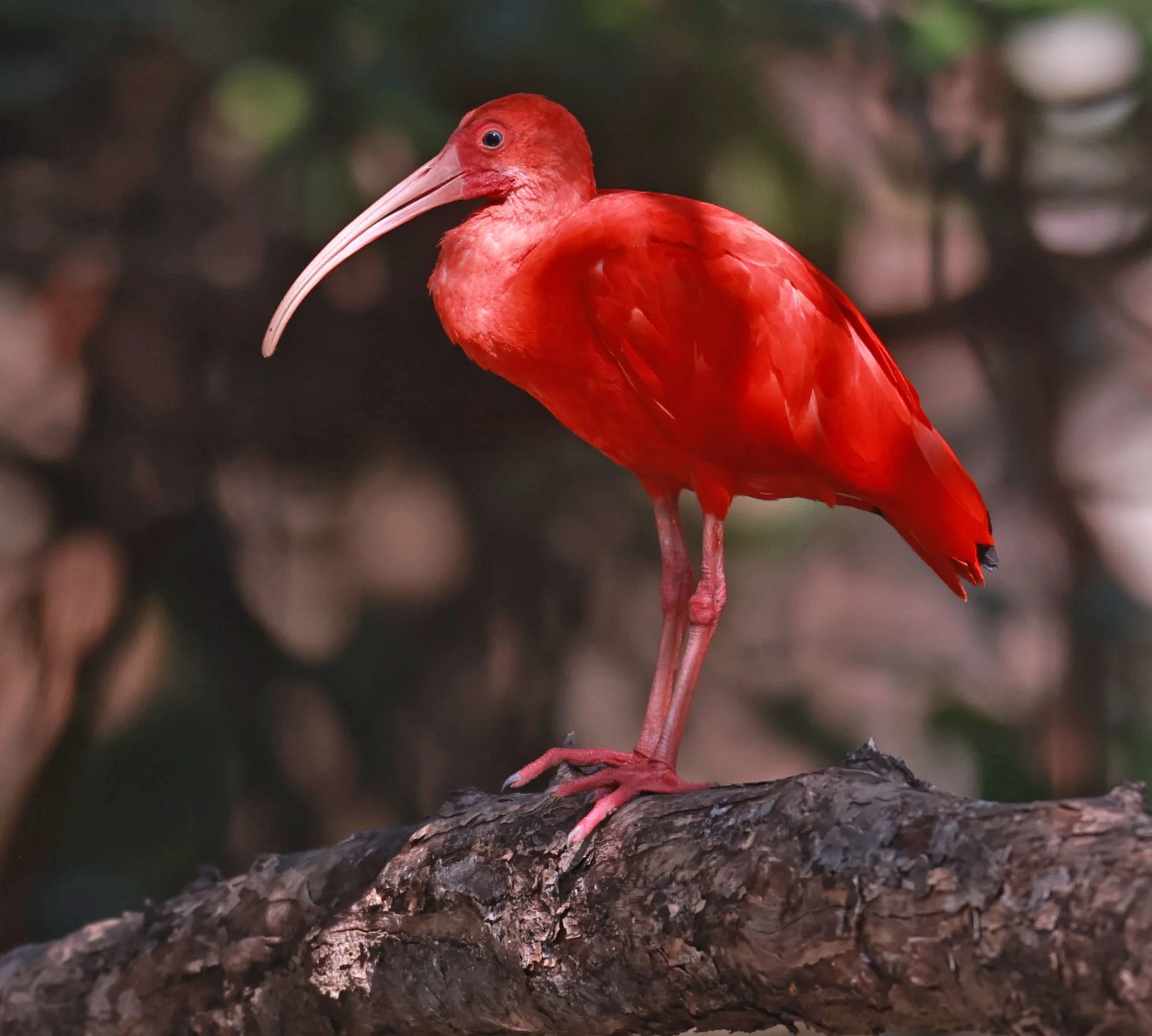Ibis - Scarlet Ibis - Eudocimus ruber - 29 Songkaow Cafe, Chachoengsao Thailand (202).jpg