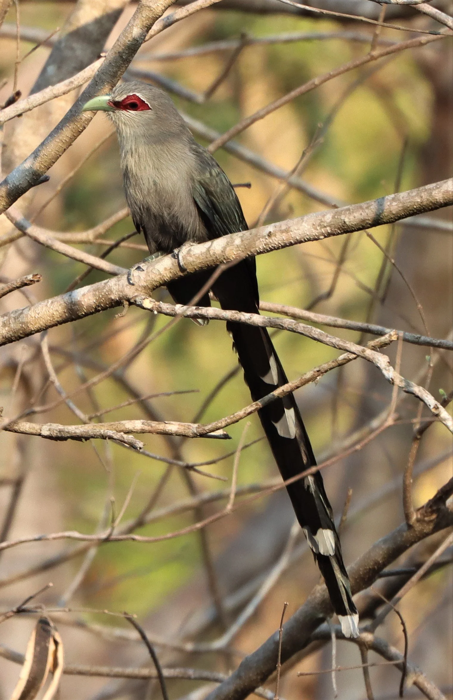Green-billed Malkoha (Phaenicophaeus tristis) Pak Chong Hot Springs Thailand (4).jpg