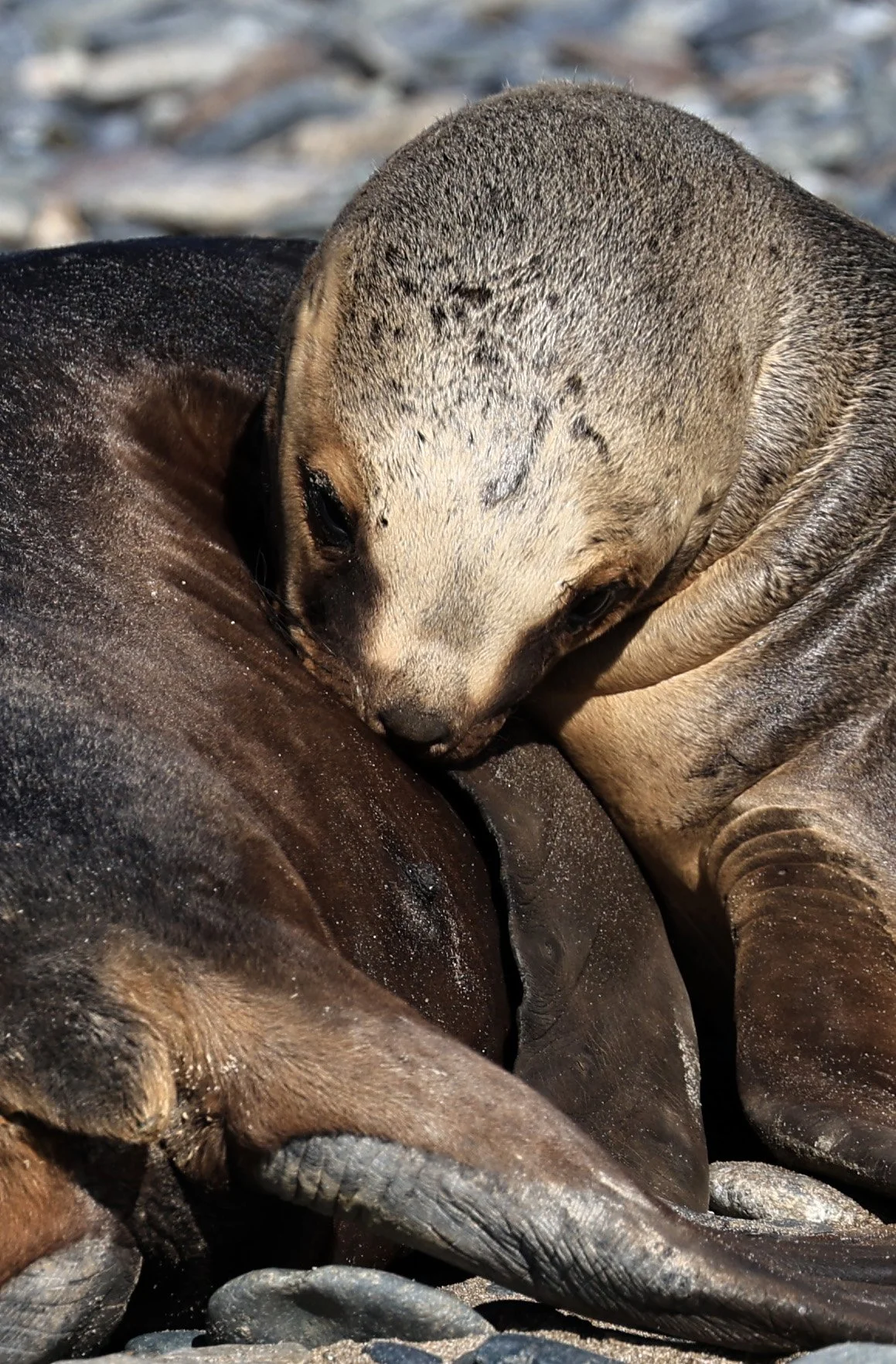 South American Sea Lion (Otaria flavescens) Puerto Rawson Argentina (52).jpg