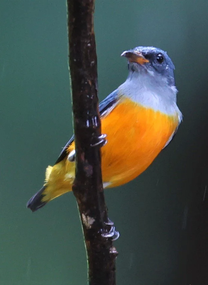 Orange-bellied Flowerpecker (Dicaeum trigonostigma)