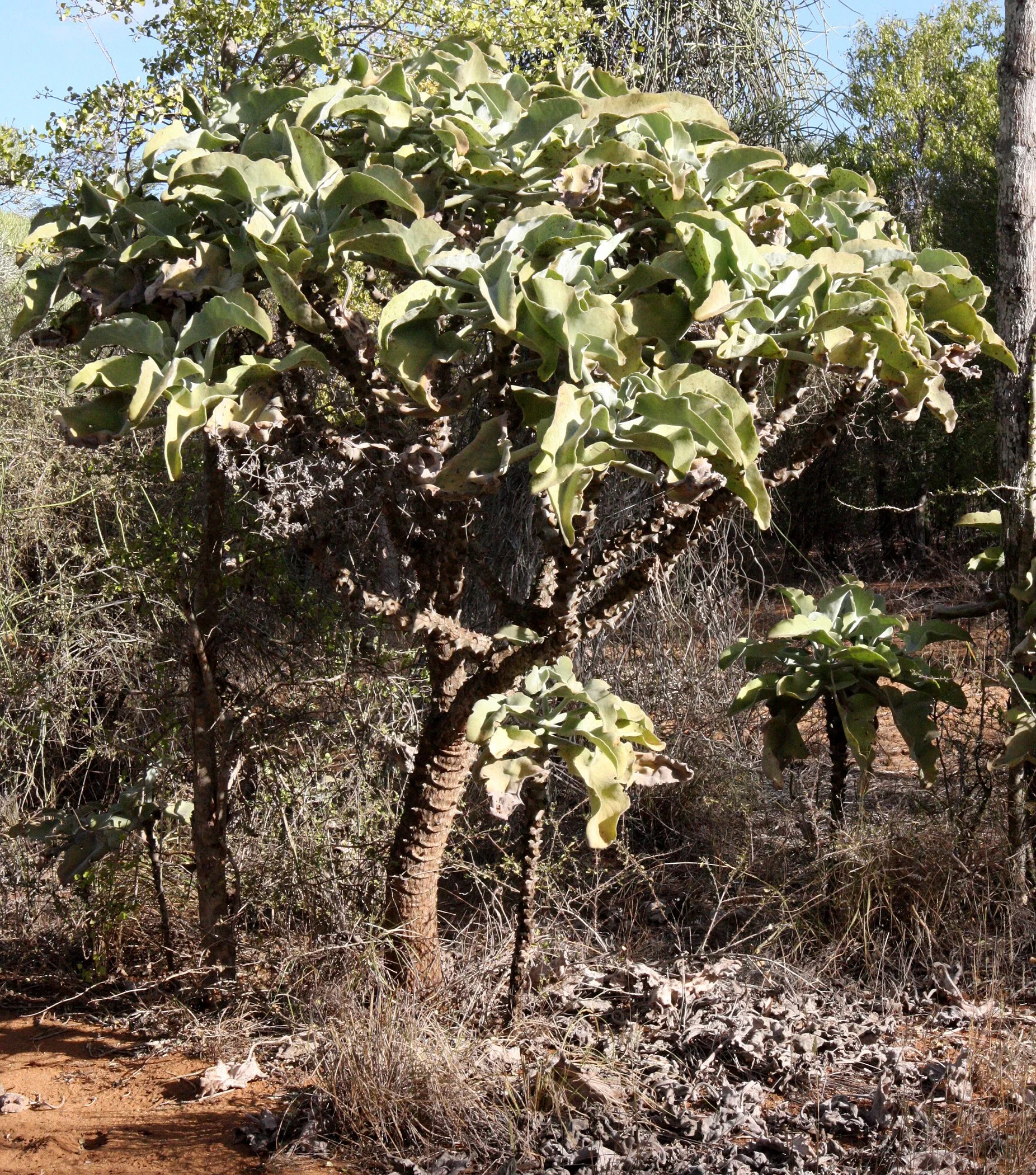 PLANT - SPECIES - ANDOHAHELA NATIONAL PARK.JPG