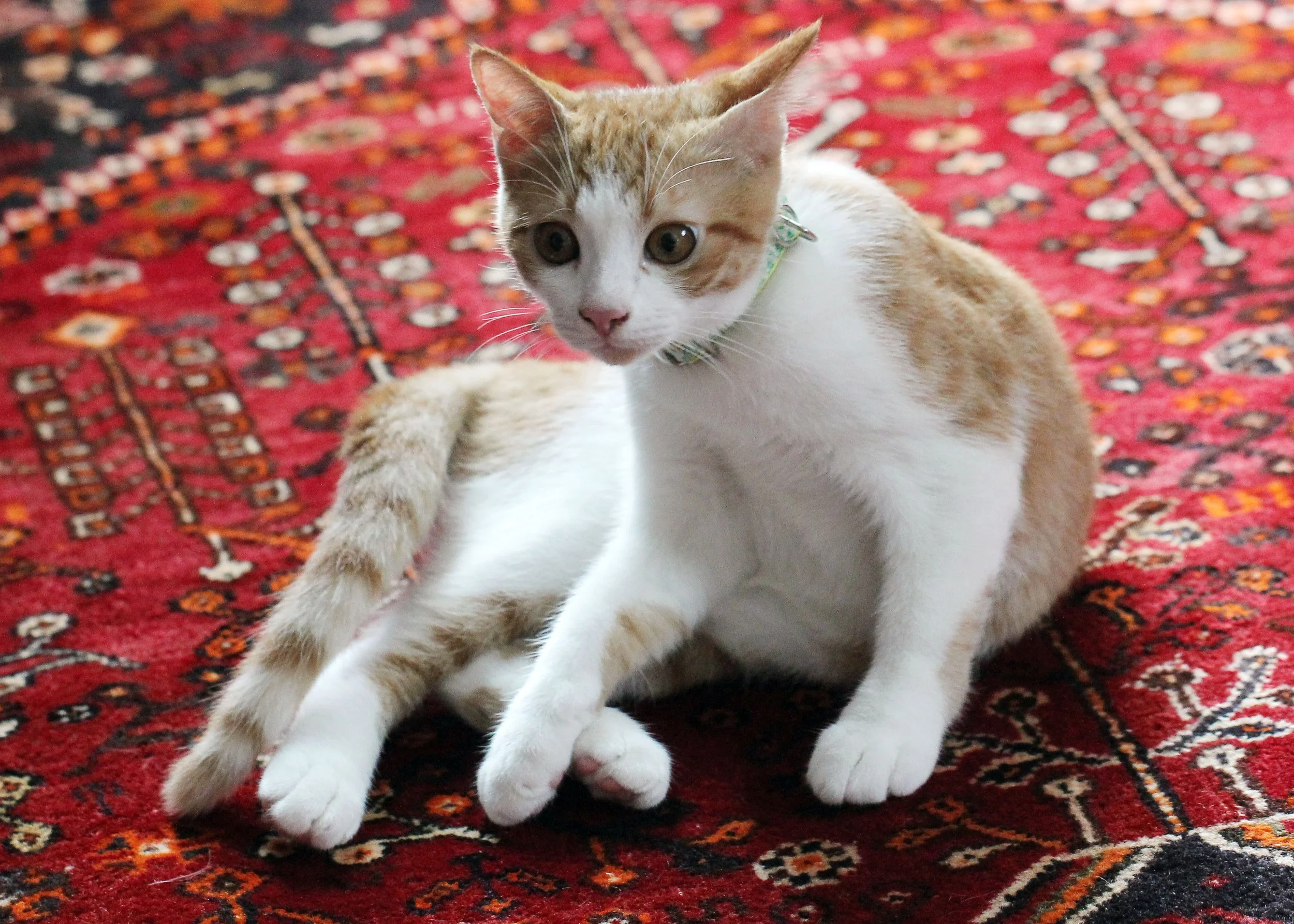 2015 Cats - Ukura & Jean Luc (13).JPG