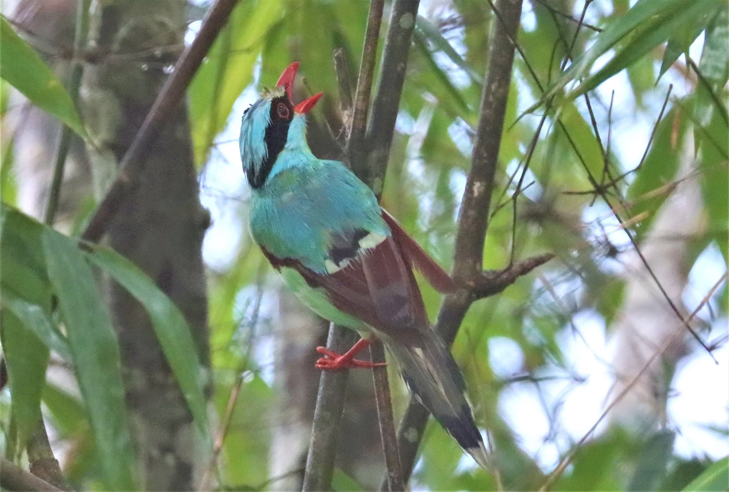 MAGPIE - COMMON GREEN MAGPIE - Cissa chinensis - KHAO YAI NP SEP 18 2021 GIFT'S IMAGES (6).jpg