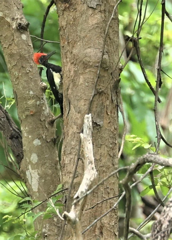 White-bellied Woodpeckers (Dryocopus javensis)