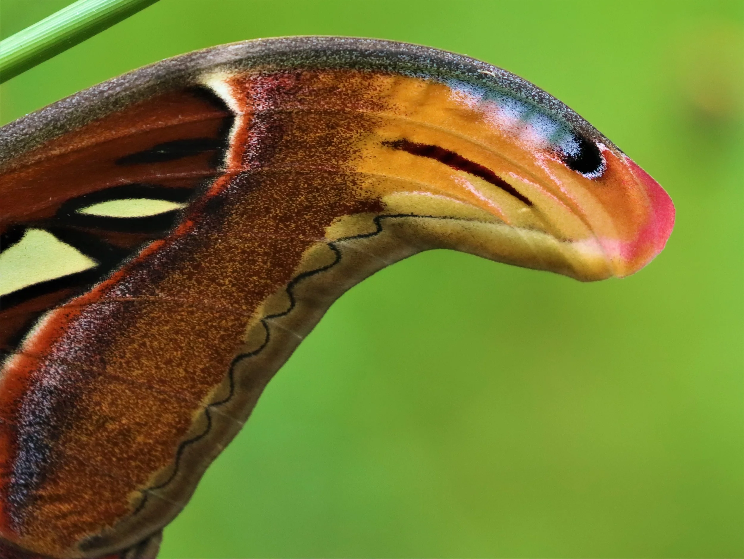 Amazon.co.jp: Moths of Thailand Vol.2～6 Saturniidae 5冊 : 文房具 