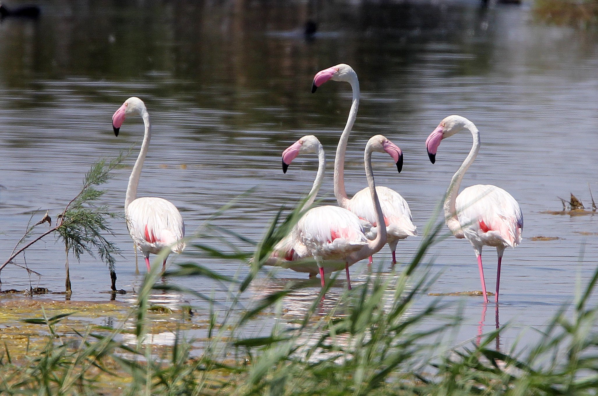 Phoenicopterus roseus - Greater Flamingo - Laguna Dulce Spain (30).JPG