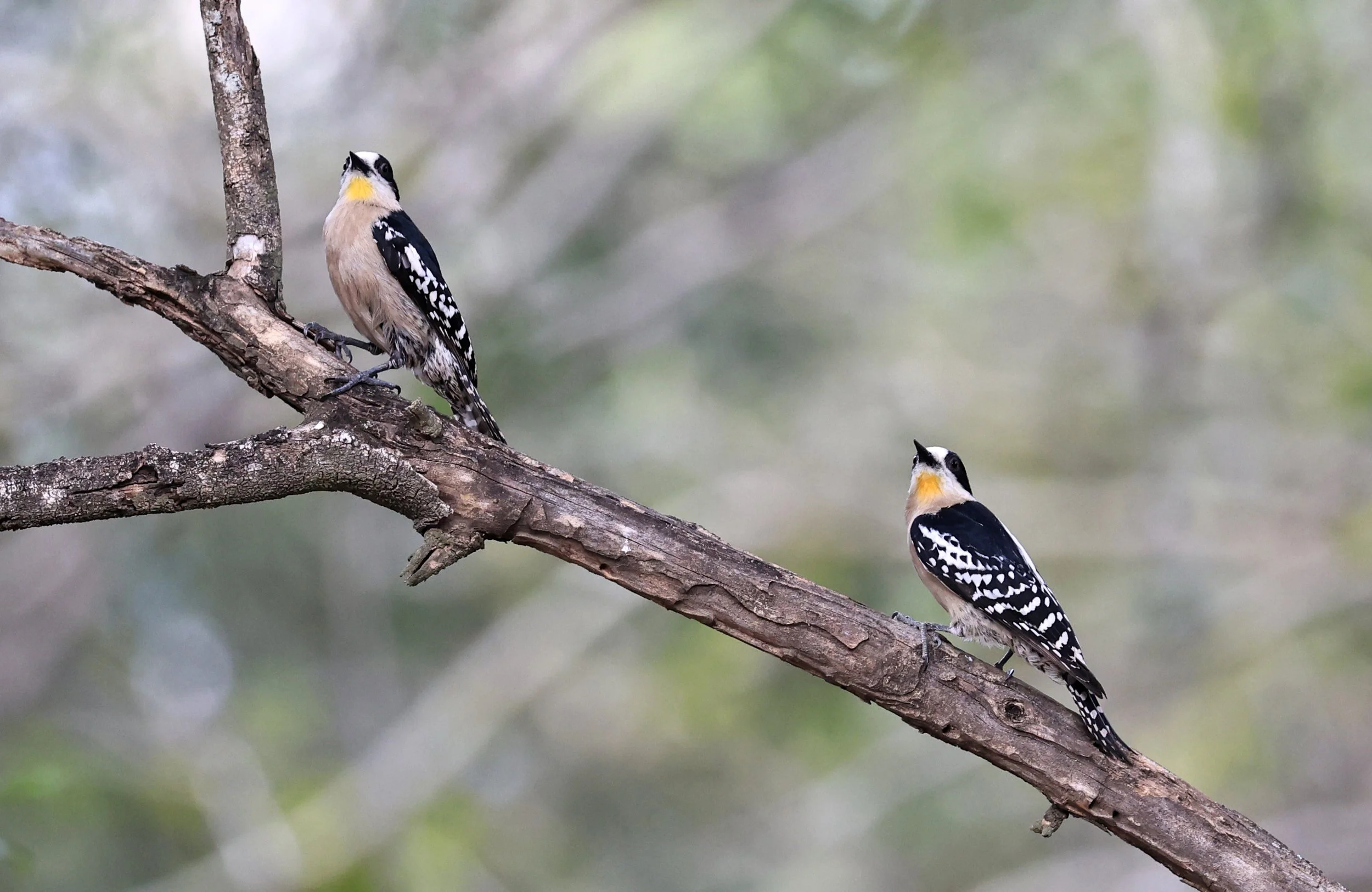 White-fronted Woodpecker (Melanerpes cactorum) Hotel Campestre Iparoma Paraguay (33).jpg