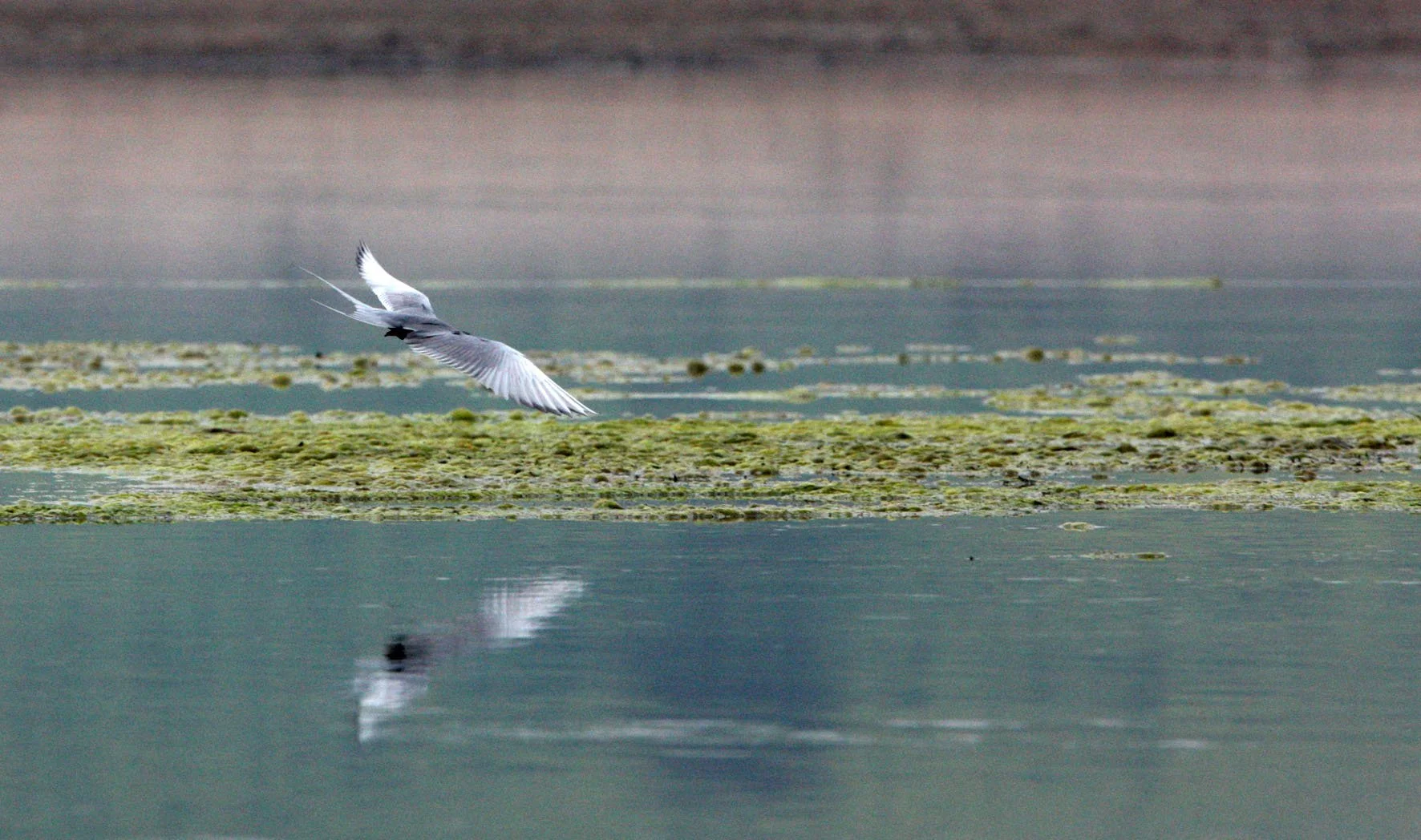 BIRD - TERN - BLACK-BELLIED TERN - CHAMBAL SANCTUARY INDIA (13).JPG