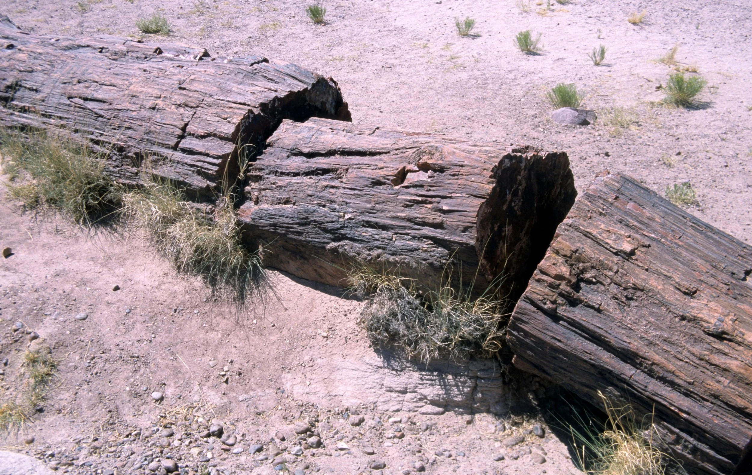 ARIZONA - PETRIFIED FOREST B.jpg