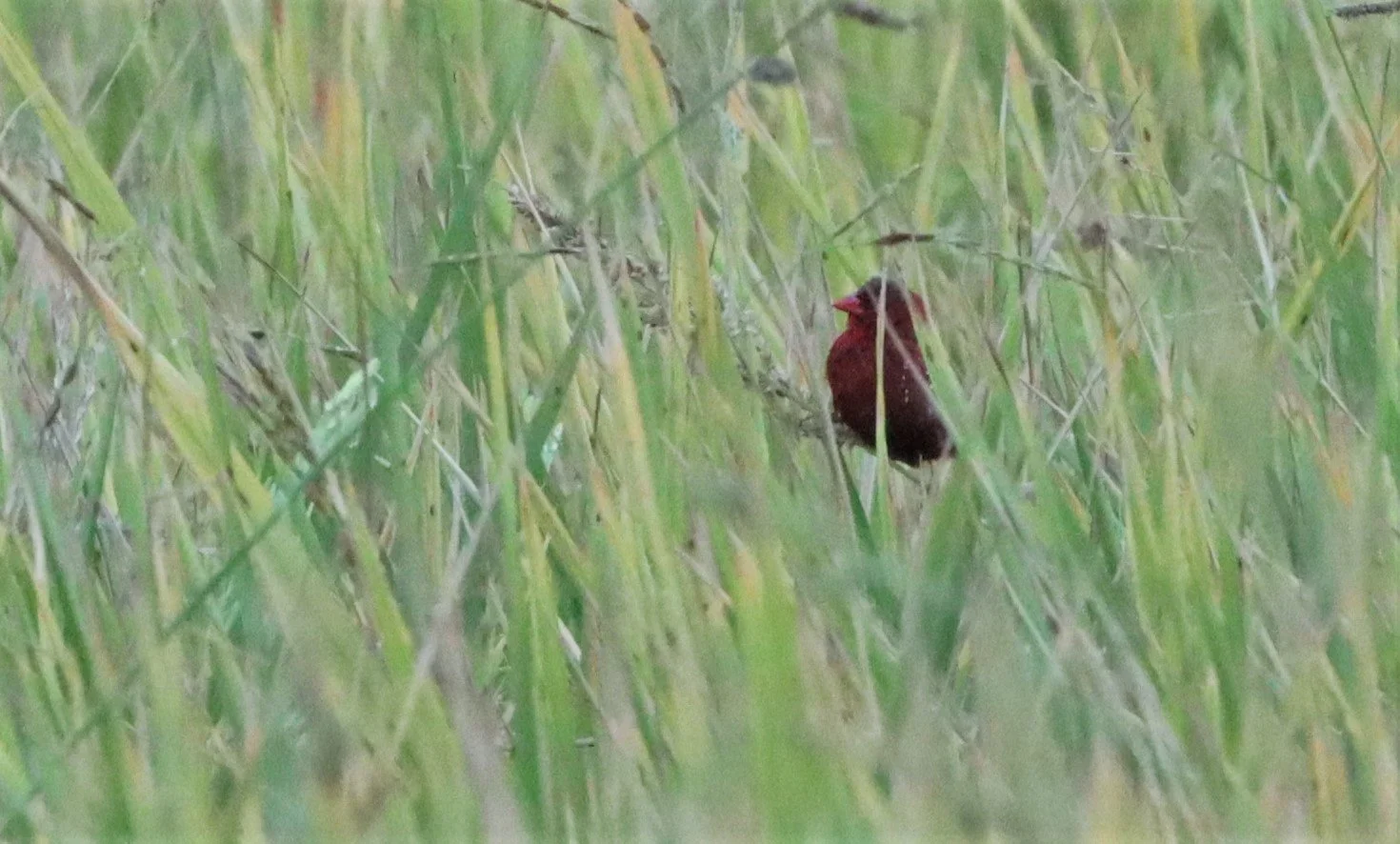 RED AVADAVAT - Amandava amandava - LAT KRABANG WETLANDS - ID ONLY (19).jpg