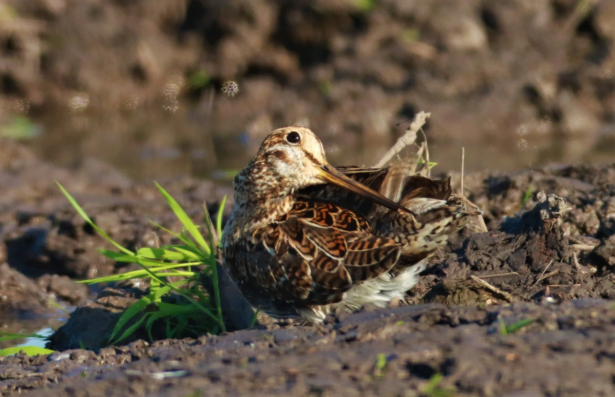SNIPE - PINTAIL SNIPE - Gallinago stenura - PATHUM THANI RICE RESEARCH CENTER AUGUST 24 2021 (94).jpg