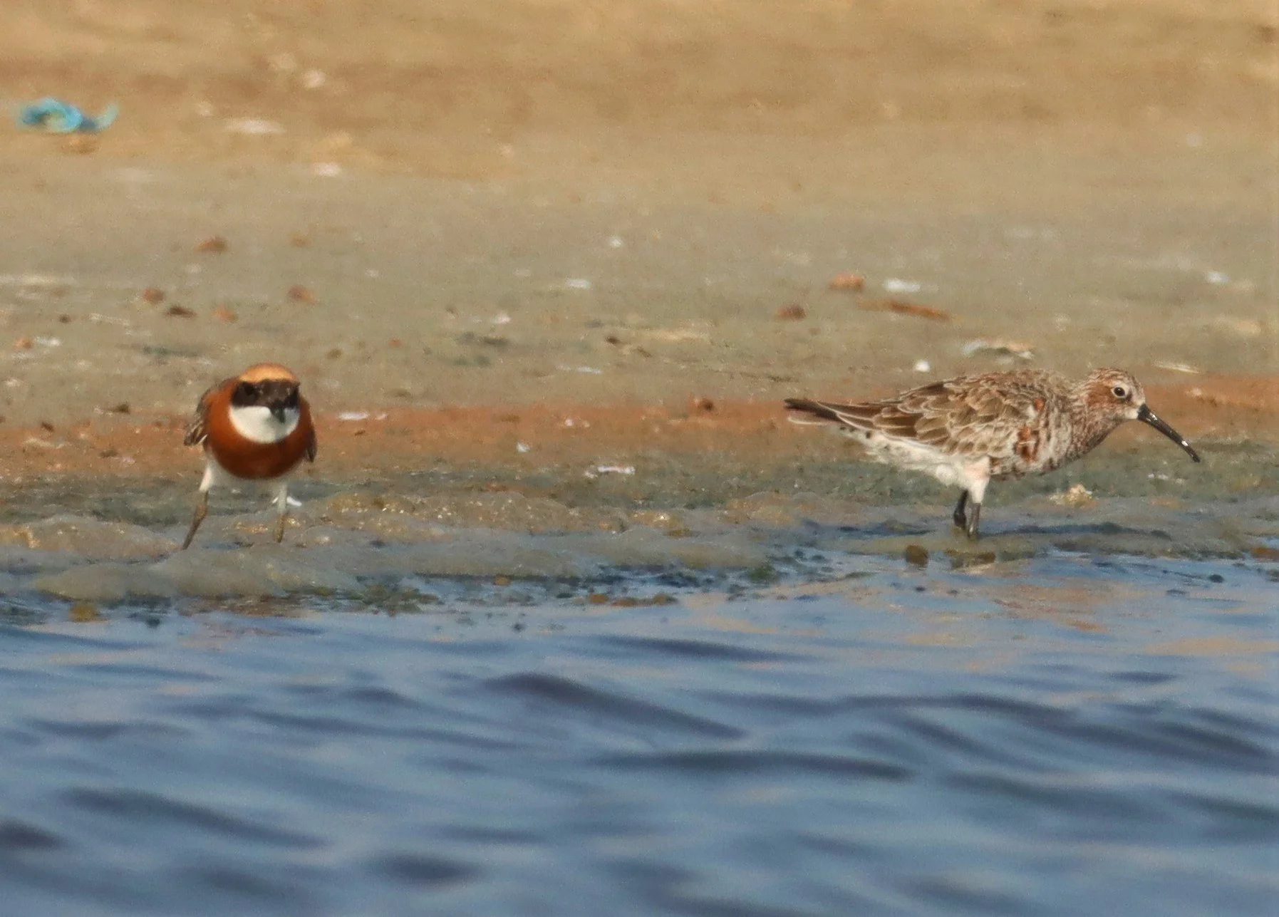 SANDPIPER - CURLEW SANDPIPER - Calidris ferruginea - WITH LESSER SAND PLOER - BANG PAKONG SALT PANS CHACHOENGSAO WEST OF RIVER (9).jpg