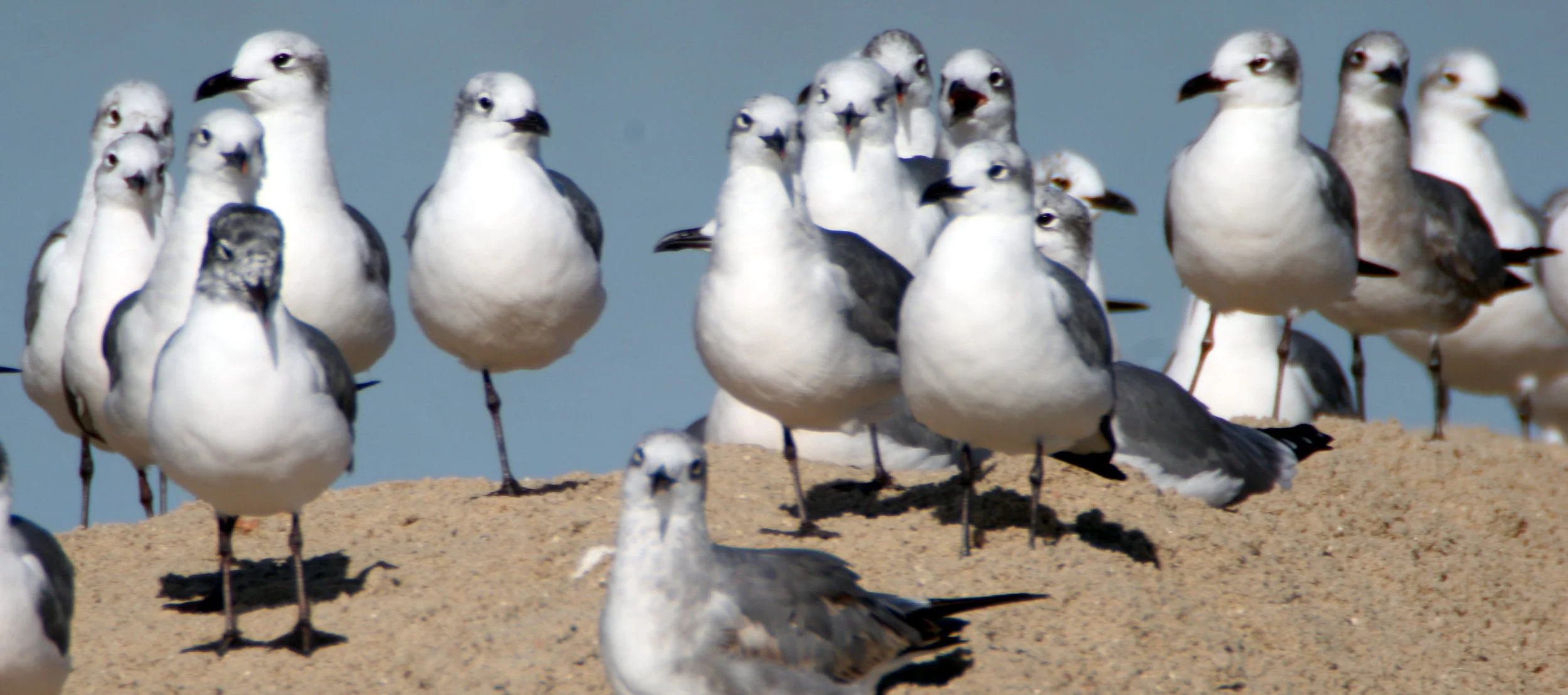 BIRD - GULL - LAUGHING - ARANSAS (6).jpg
