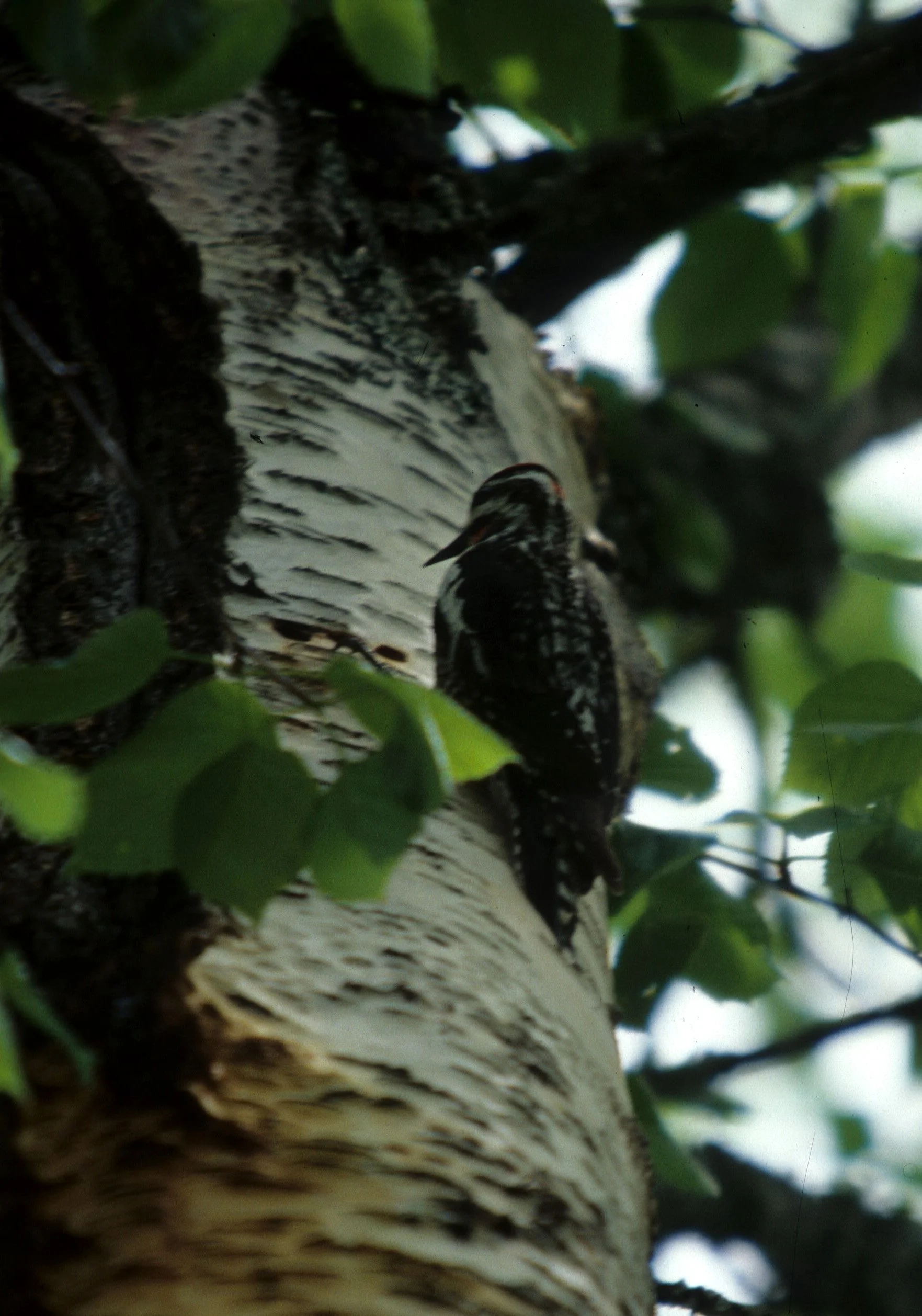 BIRD - WOODPECKER - HAIRY - LAKE FARM.jpg