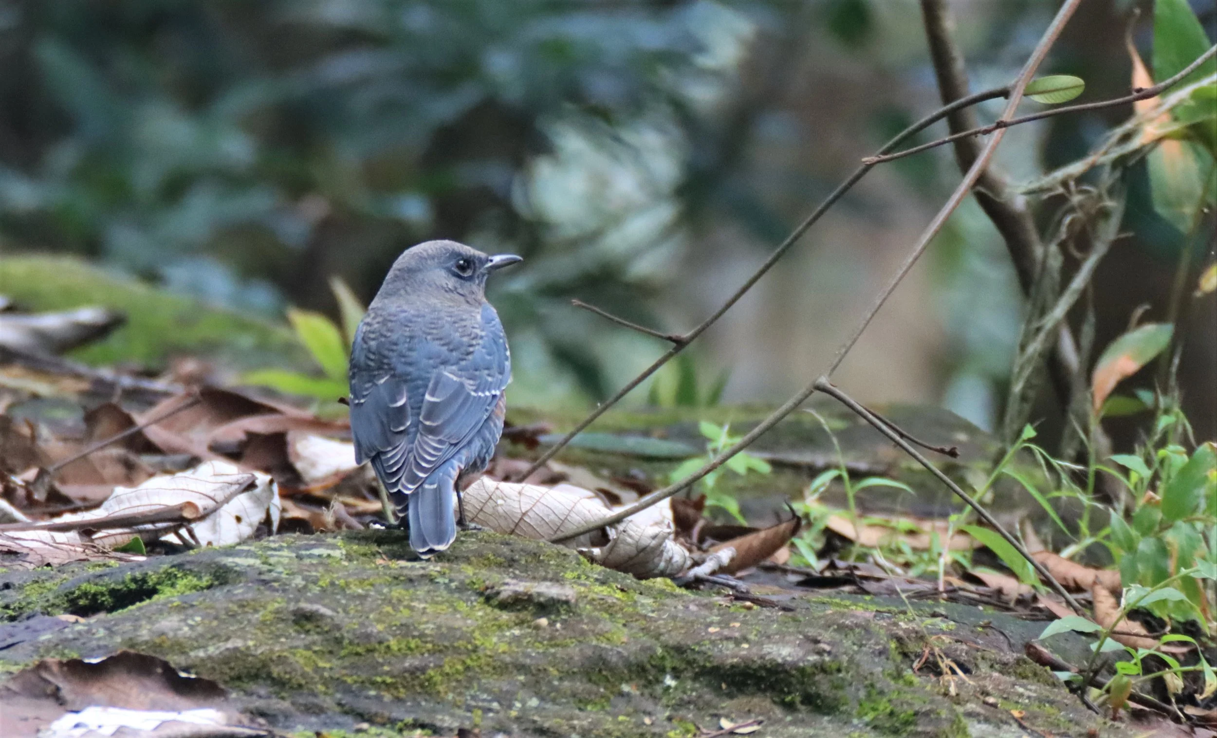 ROCK THRUSH - BLUE ROCK THRUSH - Monticola solitarius - KHAO YAI NP 2020 (2).jpg