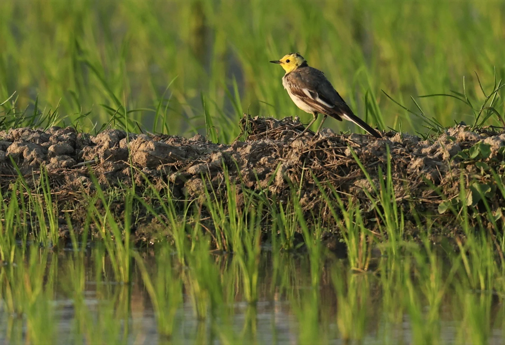 CITRINE WAGTAIL - Motacilla citreola - TATHORN RICEFIELDS CHIANG MAI FEB 2022 (82).jpg
