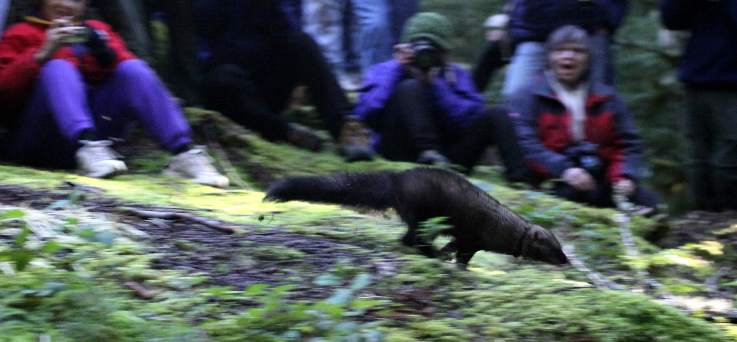 MUSTELID - FISHER - FINAL RELEASE ON 2-20-2010 (27).JPG