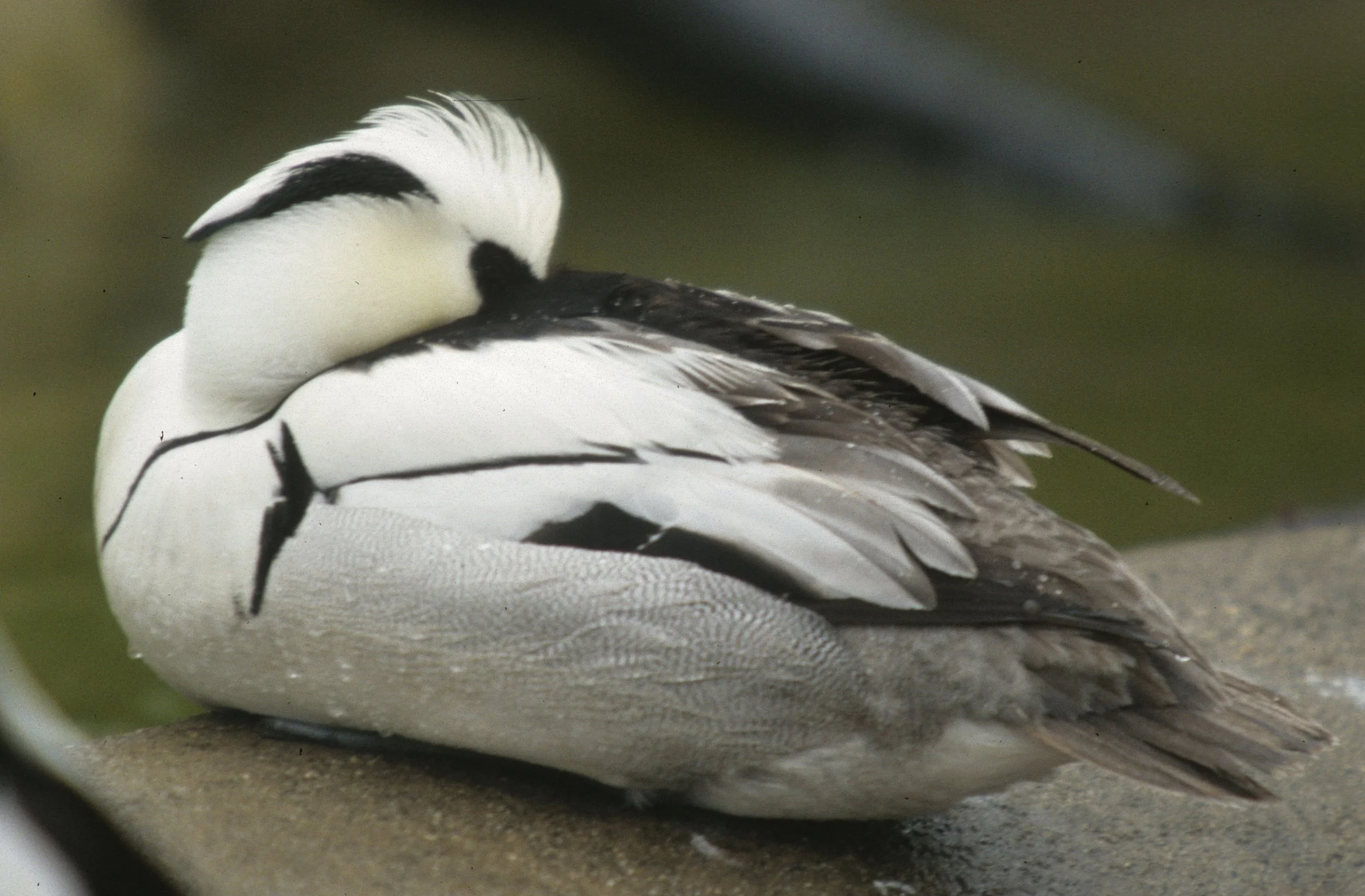 SMEW - Mergellus albellus - SAN DIEGO ZOO.jpg
