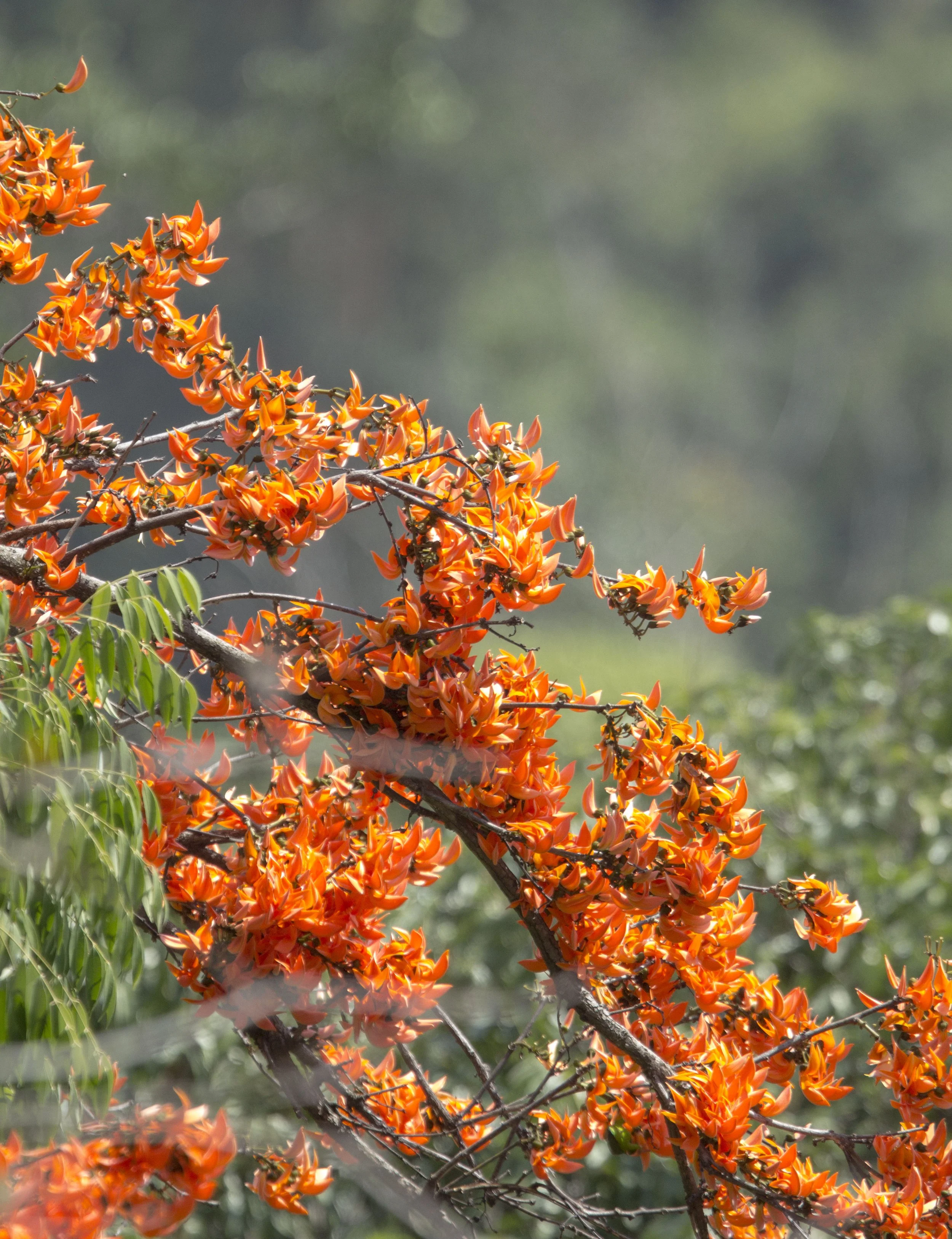 Butea monosperma is a species of Butea native to tropical and sub-tropical parts of South Asia and Southeast Asia. It is also known as flame of the forest.