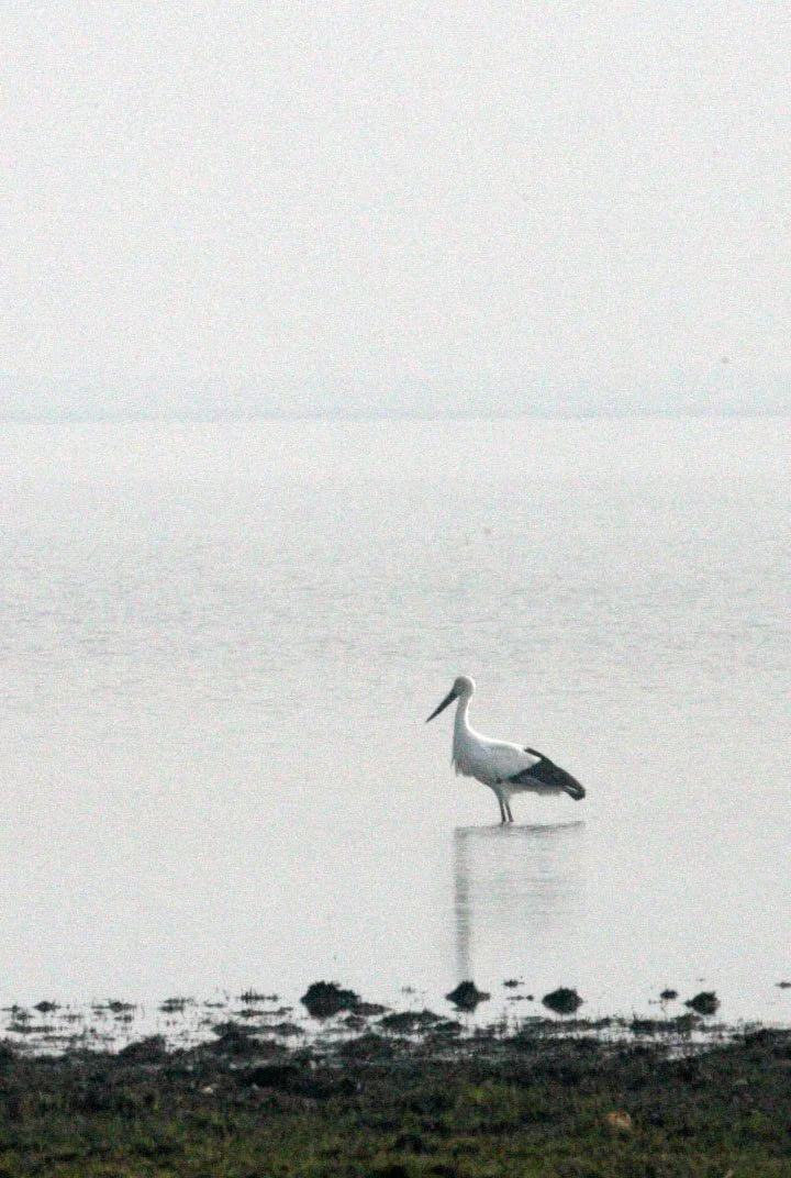 STORK - ORIENTAL STORK - Ciconia boyciana - POYANG LAKE, JIANGXI PROVINCE, CHINA (1).JPG