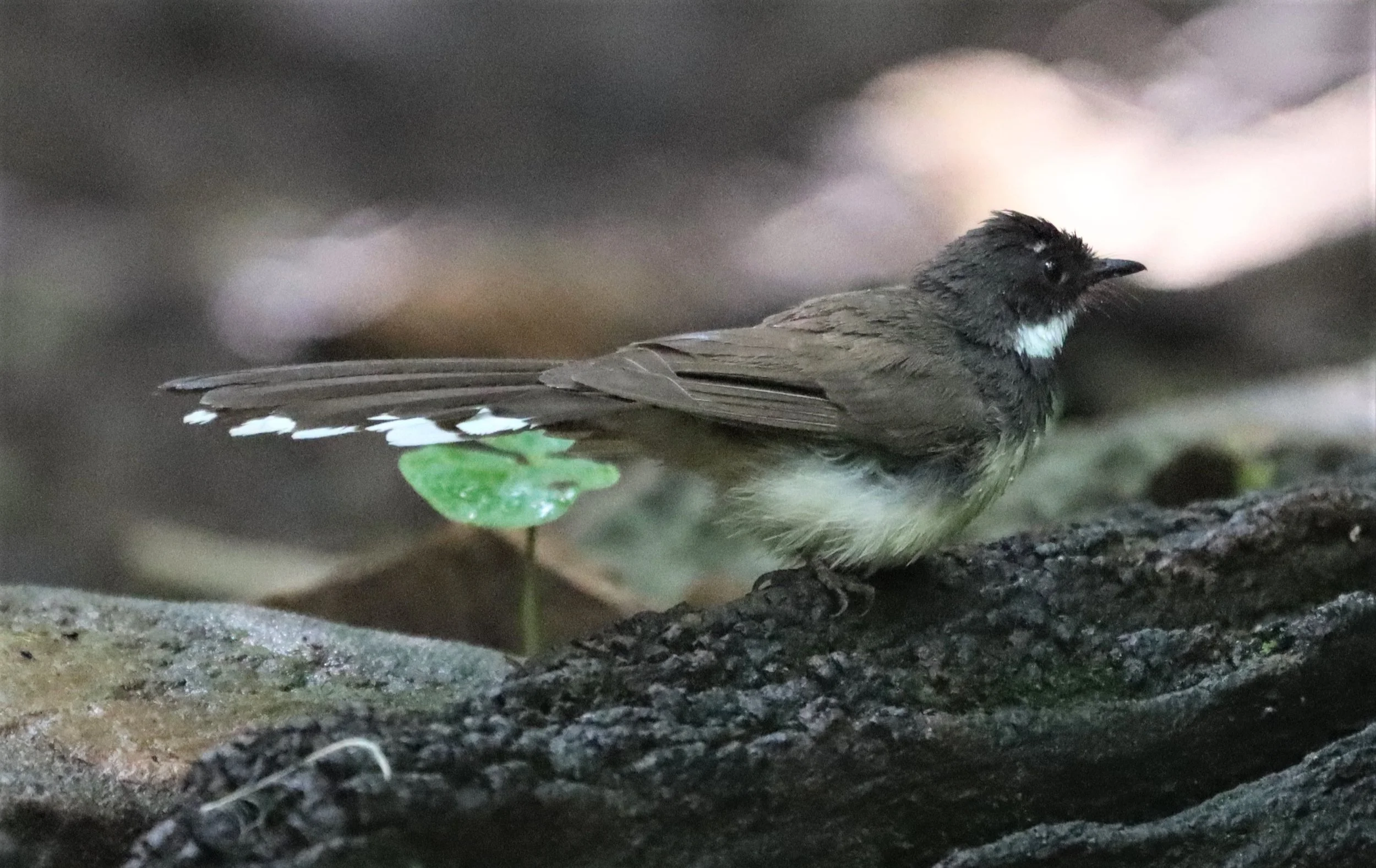 FANTAIL - PIED FANTAIL -Rhipidura javanica - KAENG KRACHAN LUNG SIN HIDE (4).jpg