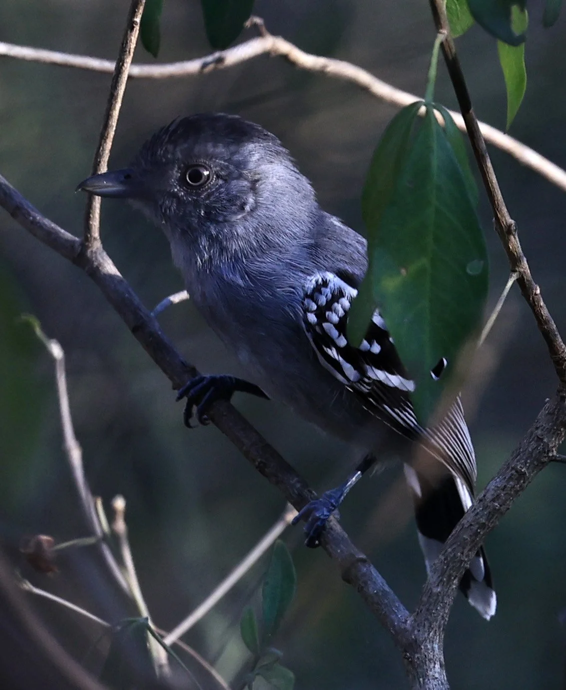 Bolivian Slaty-Antshrike (Thamnophilus sticturus) Agua Dulce Paraguay (11).jpg