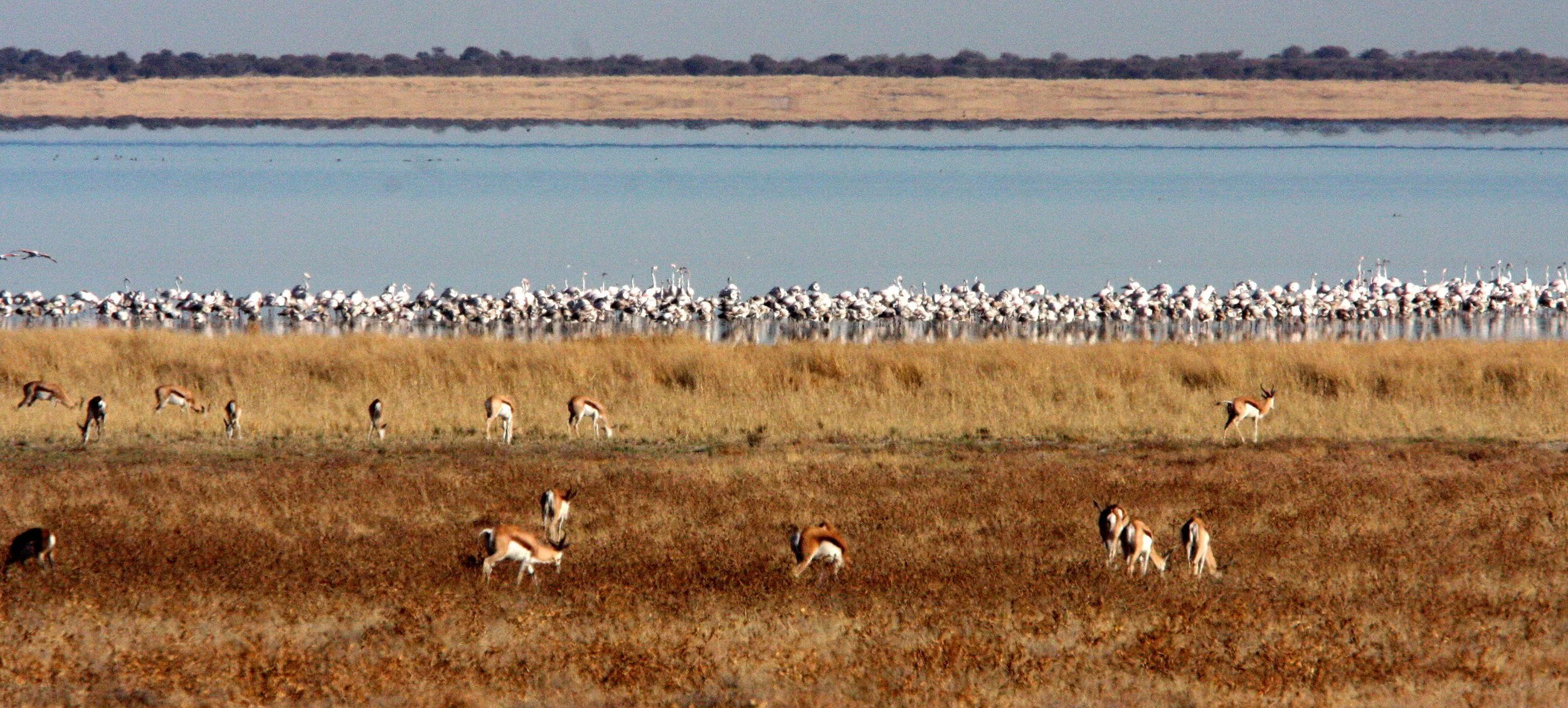 Phoenicopterus roseus - Greater Flamingo - Etosha NP, Namibia (1).JPG