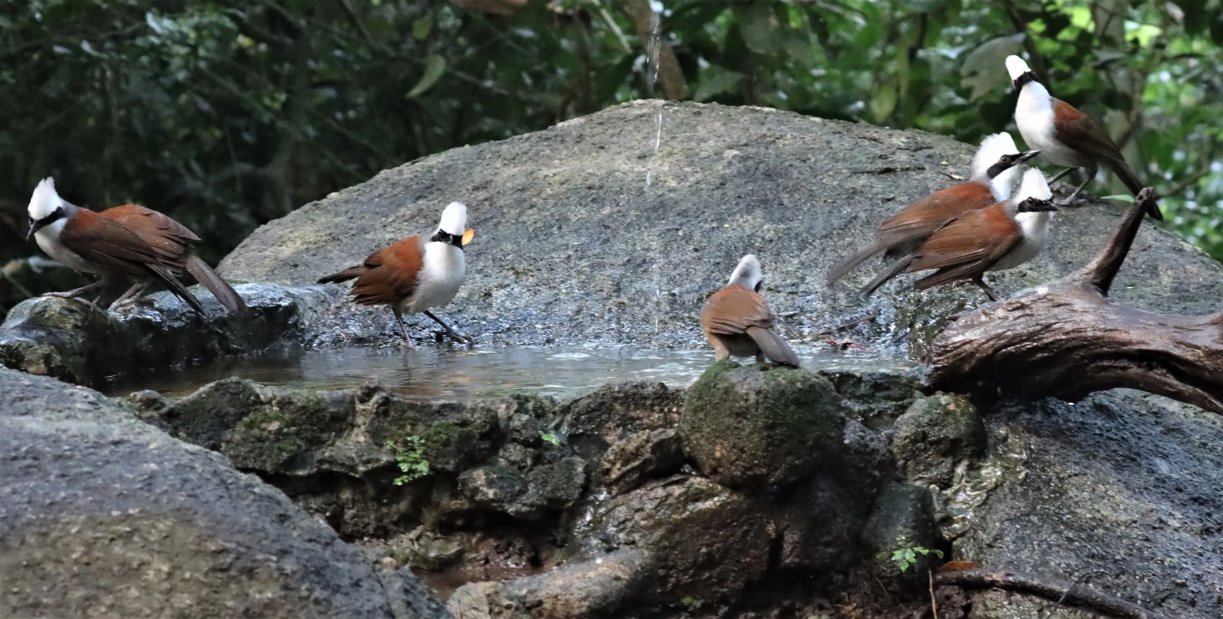 LAUGHINGTHRUSH - WHITE-CRESTED LAUGHINGTHRUSH - Garrulax leucolophus - WAT THAM PRATHUN CHONBURI (41).jpg