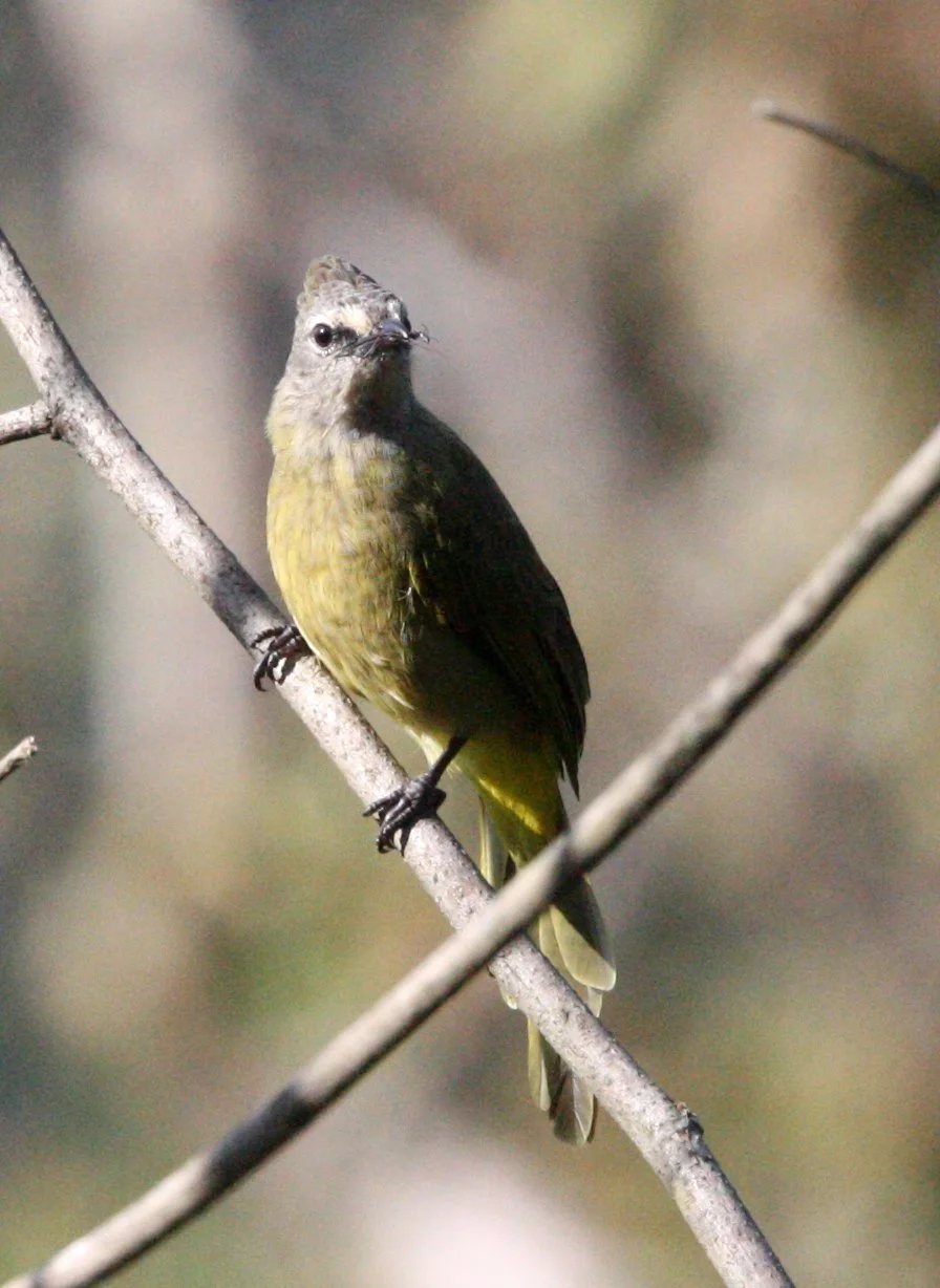 BULBUL - FLAVESCENT BULBUL - Pycnonotus flavescens - KAENG KRACHAN NP THAILAND (18).JPG