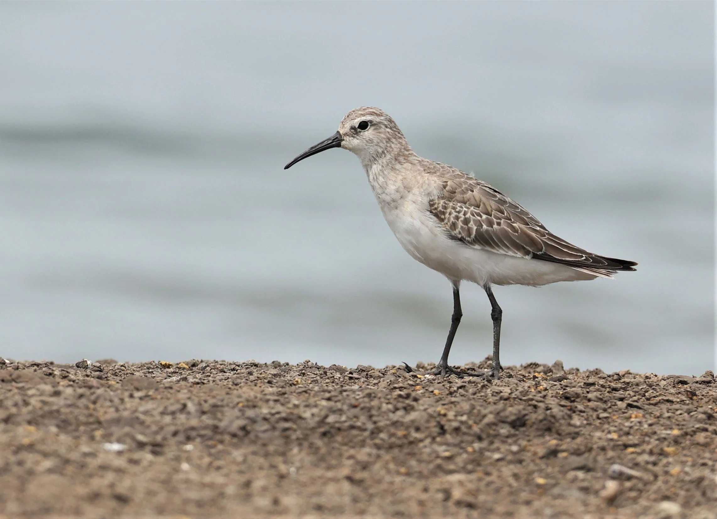 SANDPIPER - CURLEW SANDPIPER - Calidris ferruginea -CHACHOENGSAO  SALT PANS (6).jpg