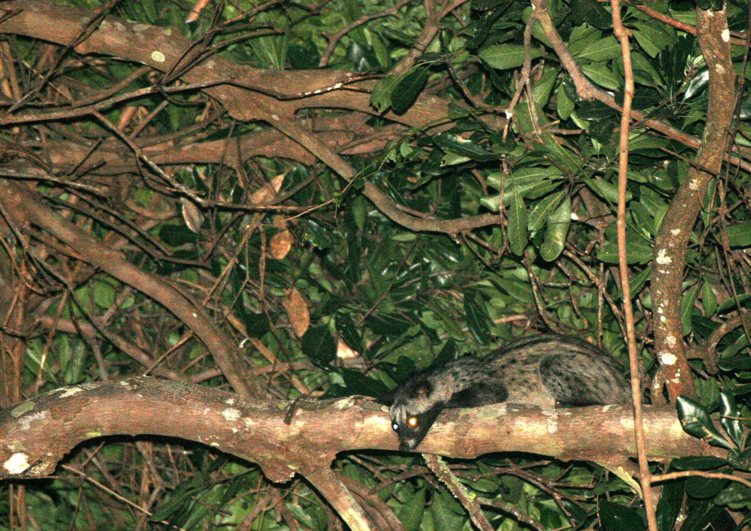 Paradoxus hermaphroditus laotum - COMMON PALM CIVET - PANG SIDA NATIONAL PARK THAILAND (1).JPG