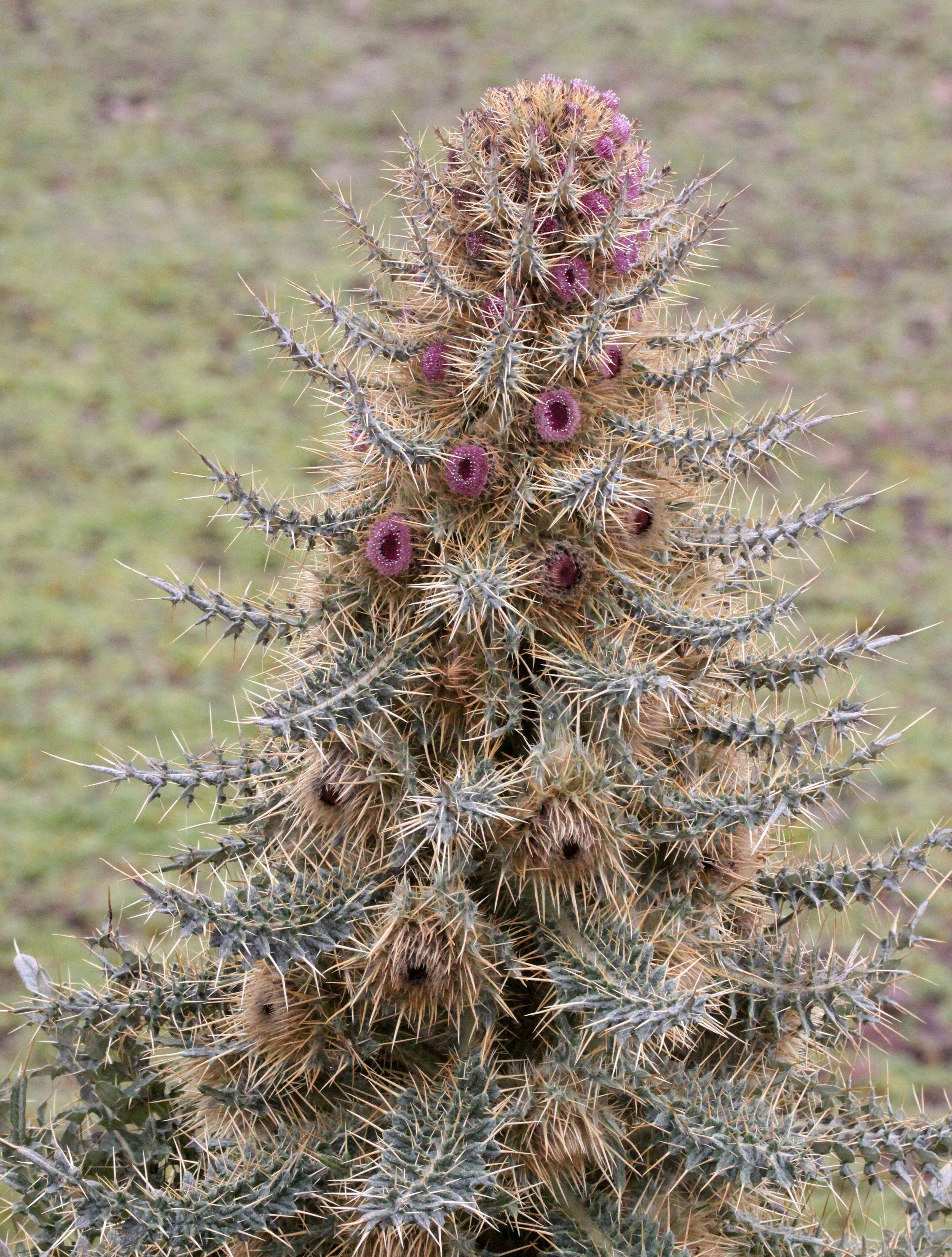 BALE MOUNTAINS NATIONAL PARK ETHIOPIA (78).JPG
