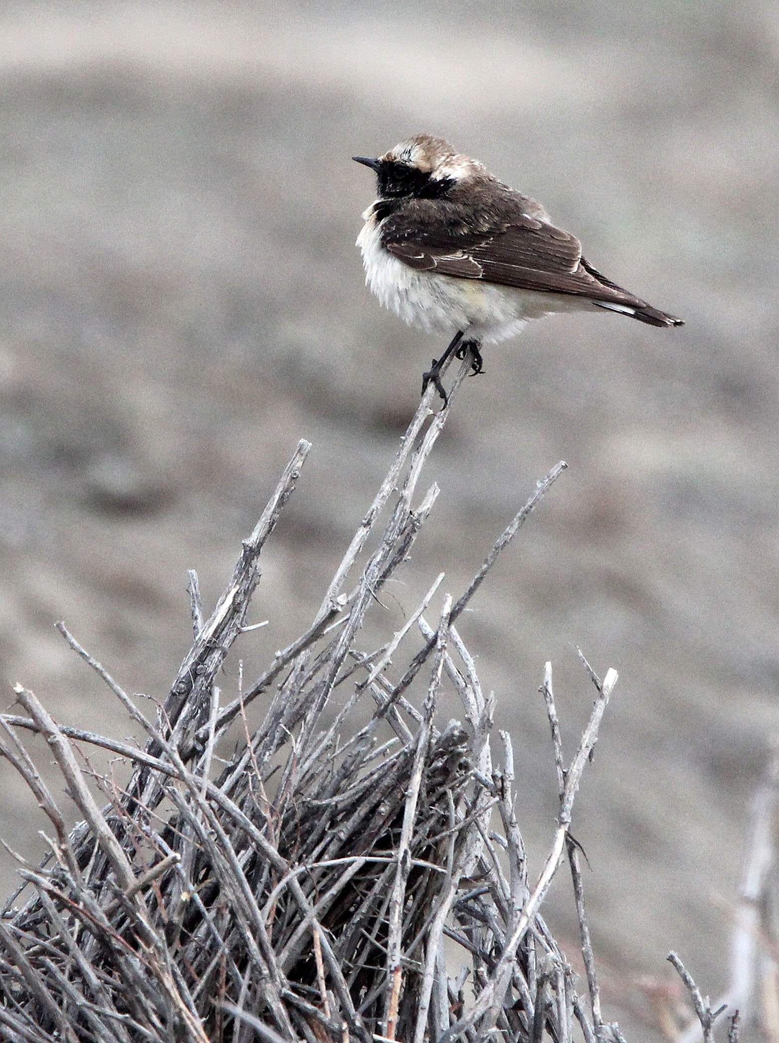 BIRD - WHEATEAR - PIED WHEATEAR - WUTONG GOU DESERT ATTRACTION XINJIANG CHINA (4).JPG
