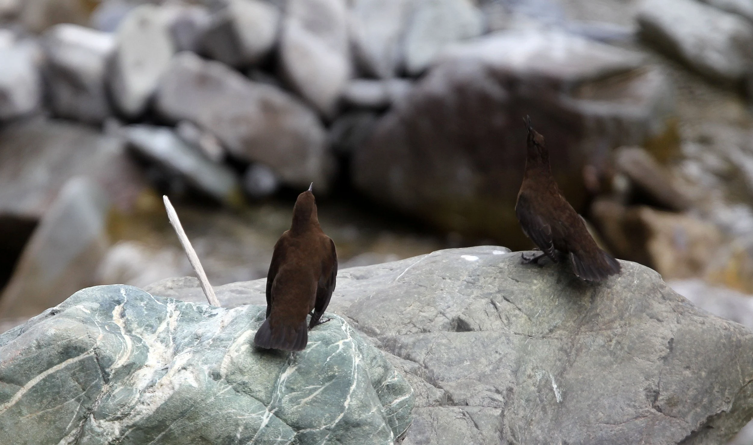 Brown dipper (Cinclus pallasii) Hemis NP Ladakh India, Jammu & Kashmir (14).JPG