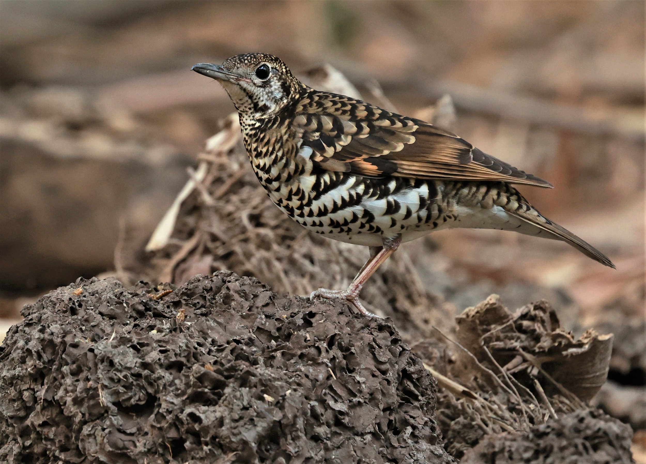 White's Thrush (Zoothera aurea) Putthamonthon Park Nakhon Pathom Thailand (133).jpg