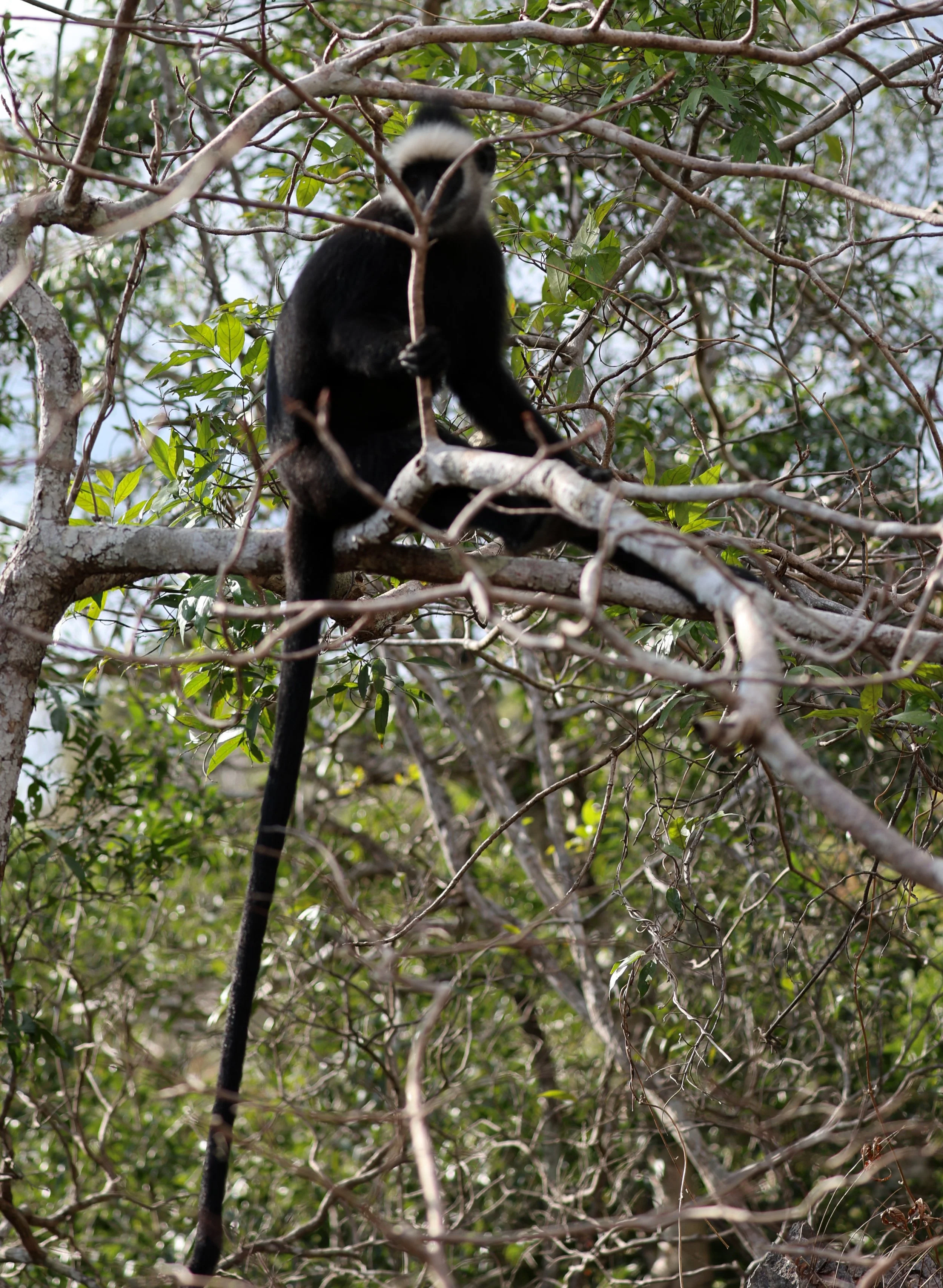 Laotian Langur or White-browed Black Langur (Trachypithecus laotum) The Rock Viewpoint, Khammouane Province Laos (220).jpg
