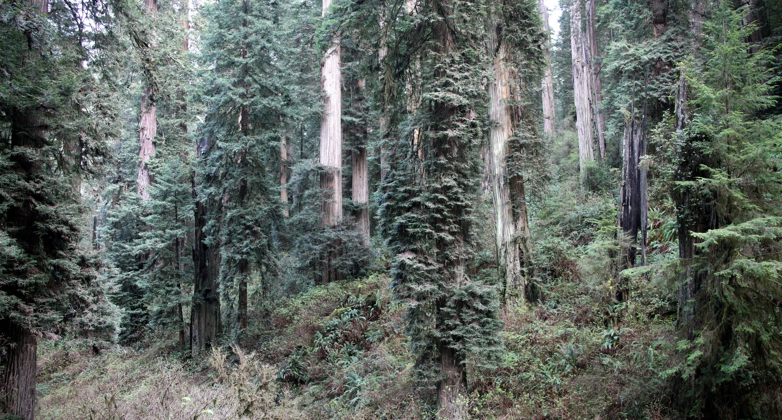 JEDIDIAH SMITH REDWOODS STATE PARK CALIFORNIA (29).JPG