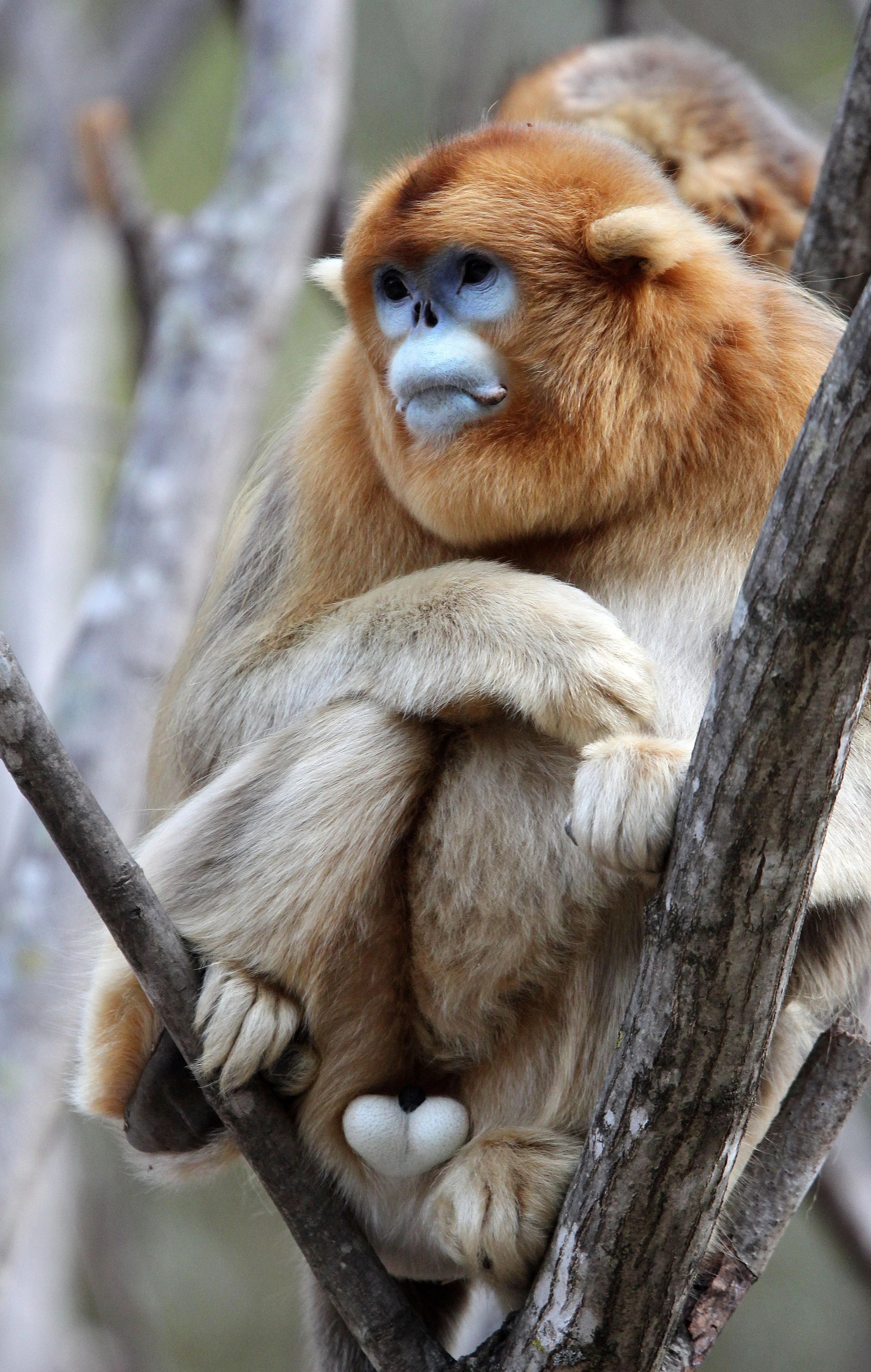 CERCOPITHECIDAE - Rhinopithecus roxellana qinlingensis - QINLING GOLDEN SNUB-NOSED MONKEY - FOPING NATURE RESERVE, SHAANXI CHINA (136).JPG