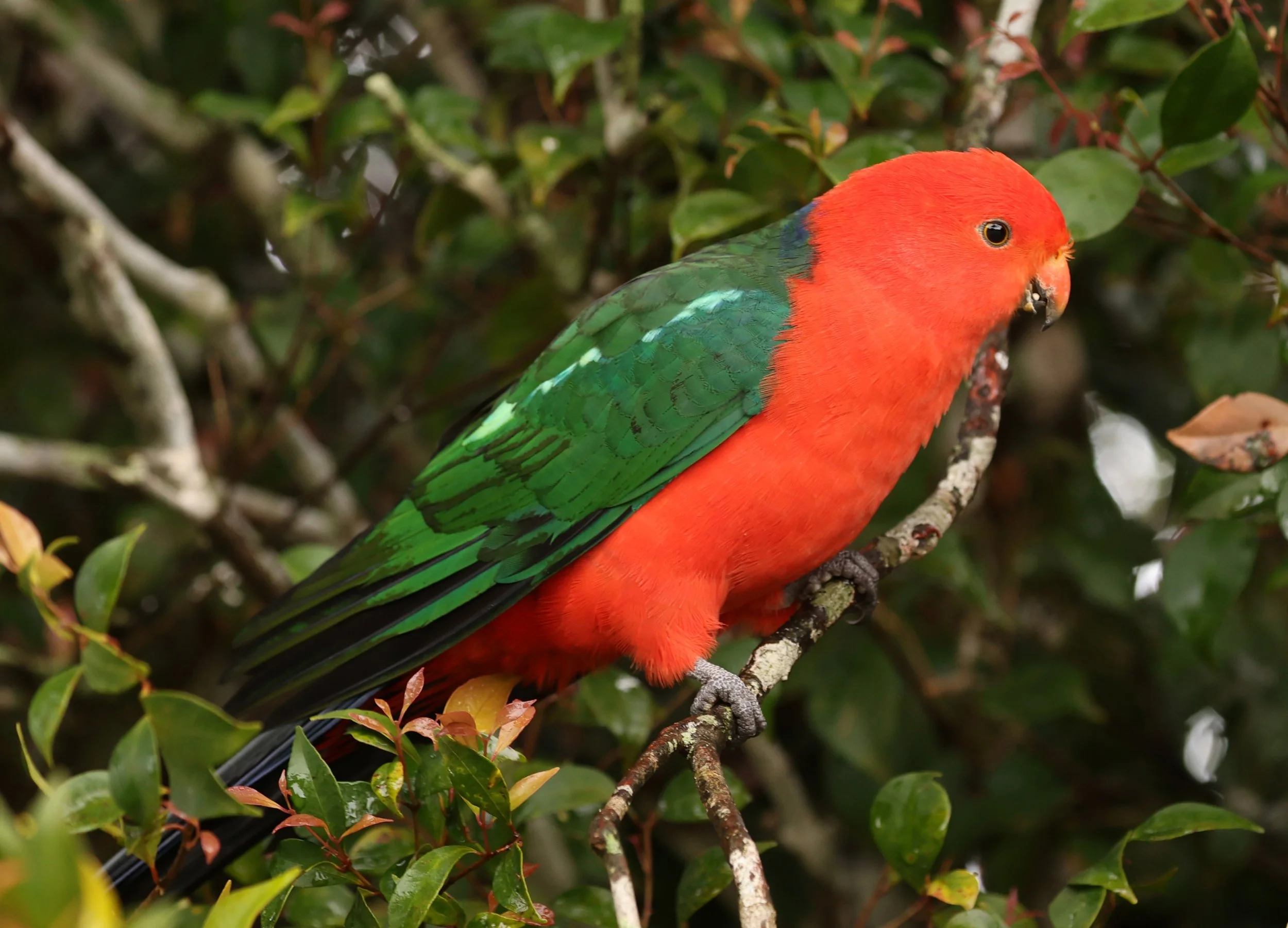 Australian King Parrot (Alisterus scapularis) Oreilly's at Lamington NP - Queensland (Male)