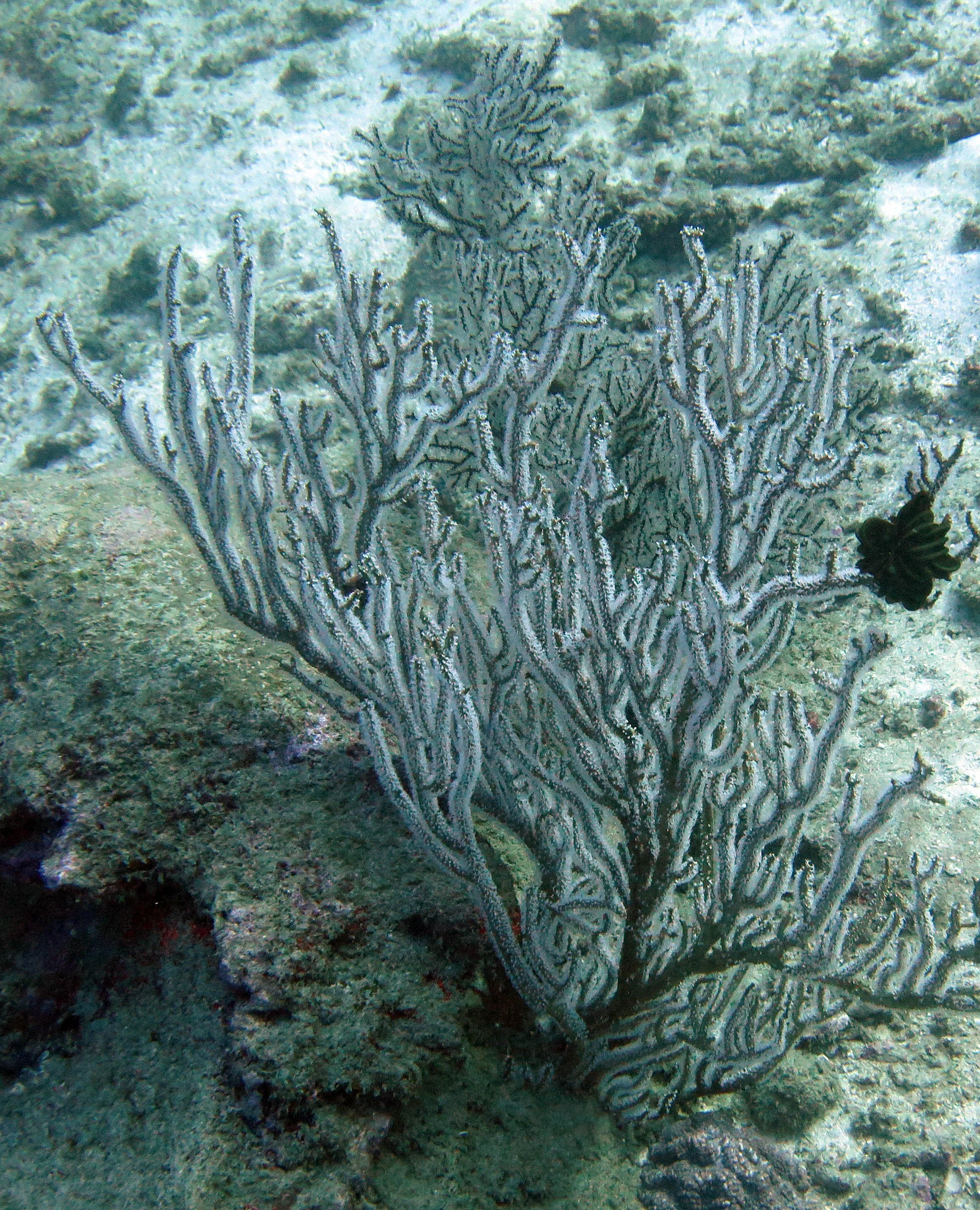 2014 Similan Islands Marine Park Thailand ISB Dive Trip (19).JPG