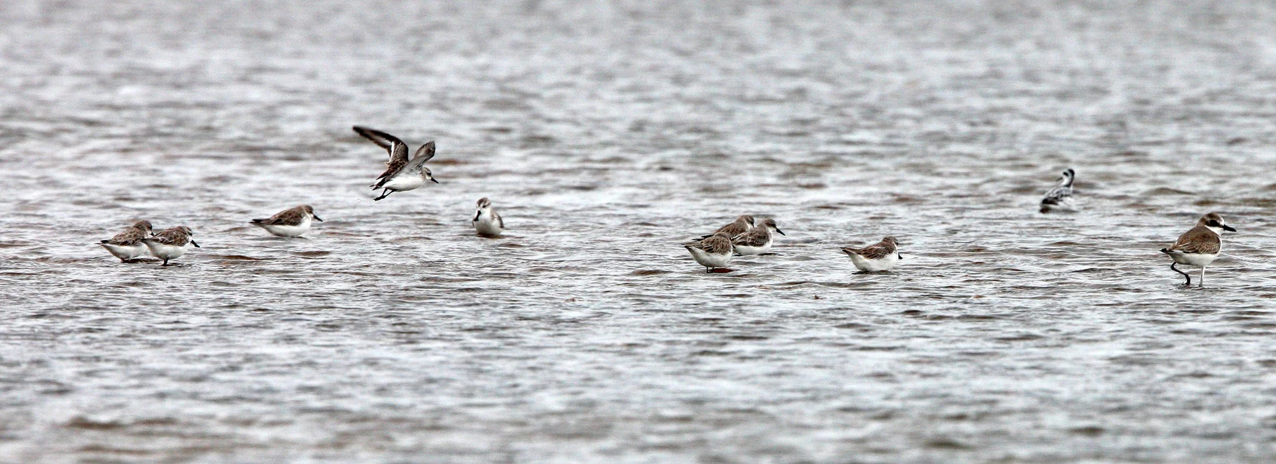 BIRD - SANDPIPER - SPOON-BILLED SANDPIPER - PETCHABURI PROVINCE, PAK THALE (32).JPG