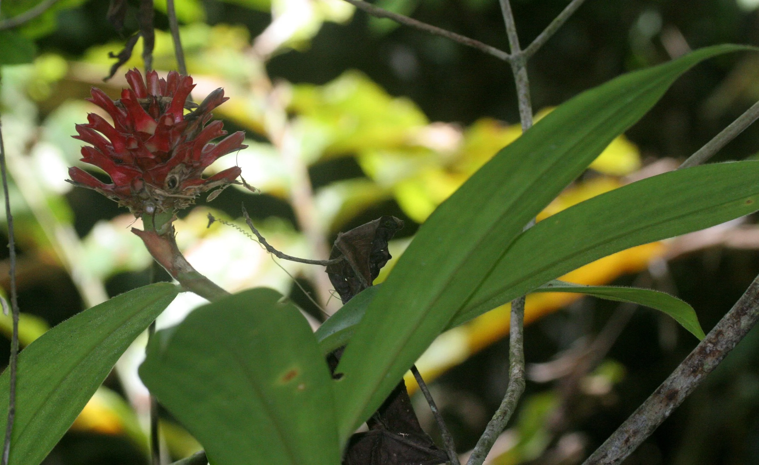 TABIN WILDLIFE RESERVE BORNEO - GINGER SPECIES.JPG