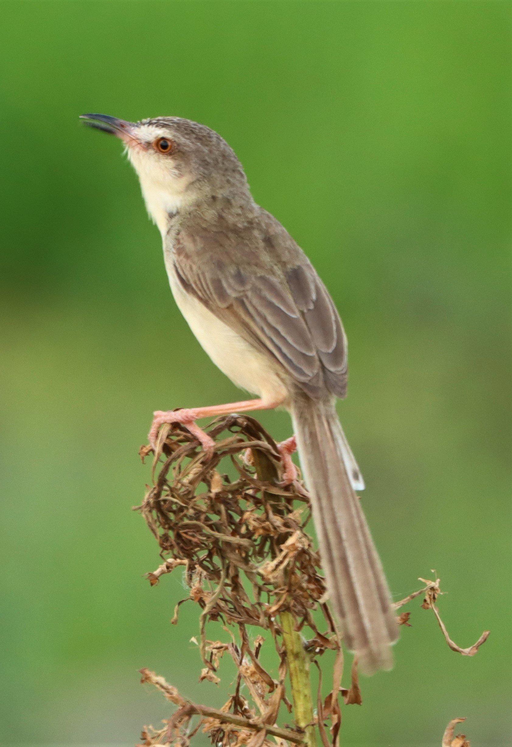 PRINIA - PLAIN PRINIA - Prinia inornata - PATHUM THANI RICE RESEARCH CENTER (10).jpg