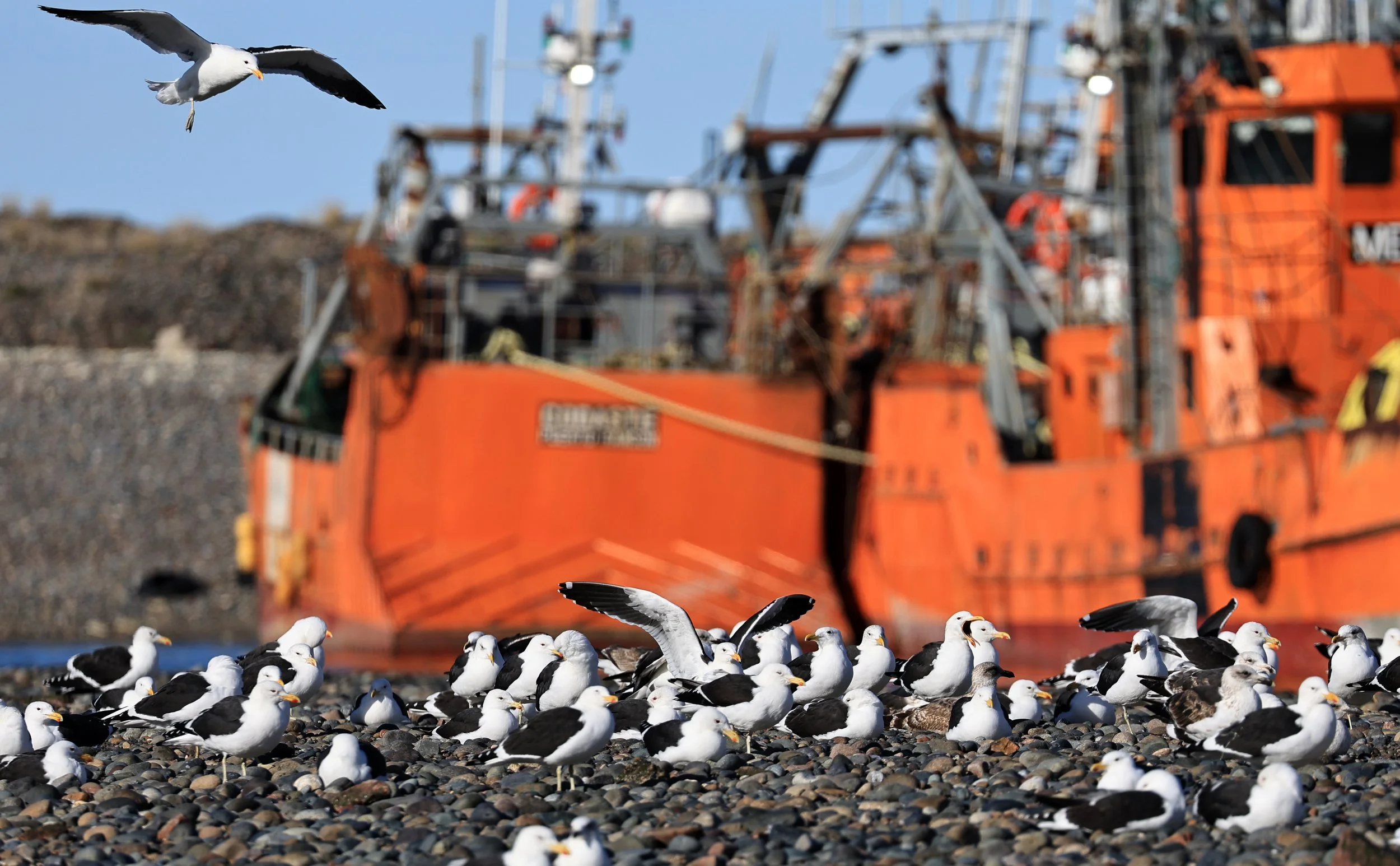 Kelp Gull (Larus dominicanus) Puerto Rawson Argentina (7).jpg
